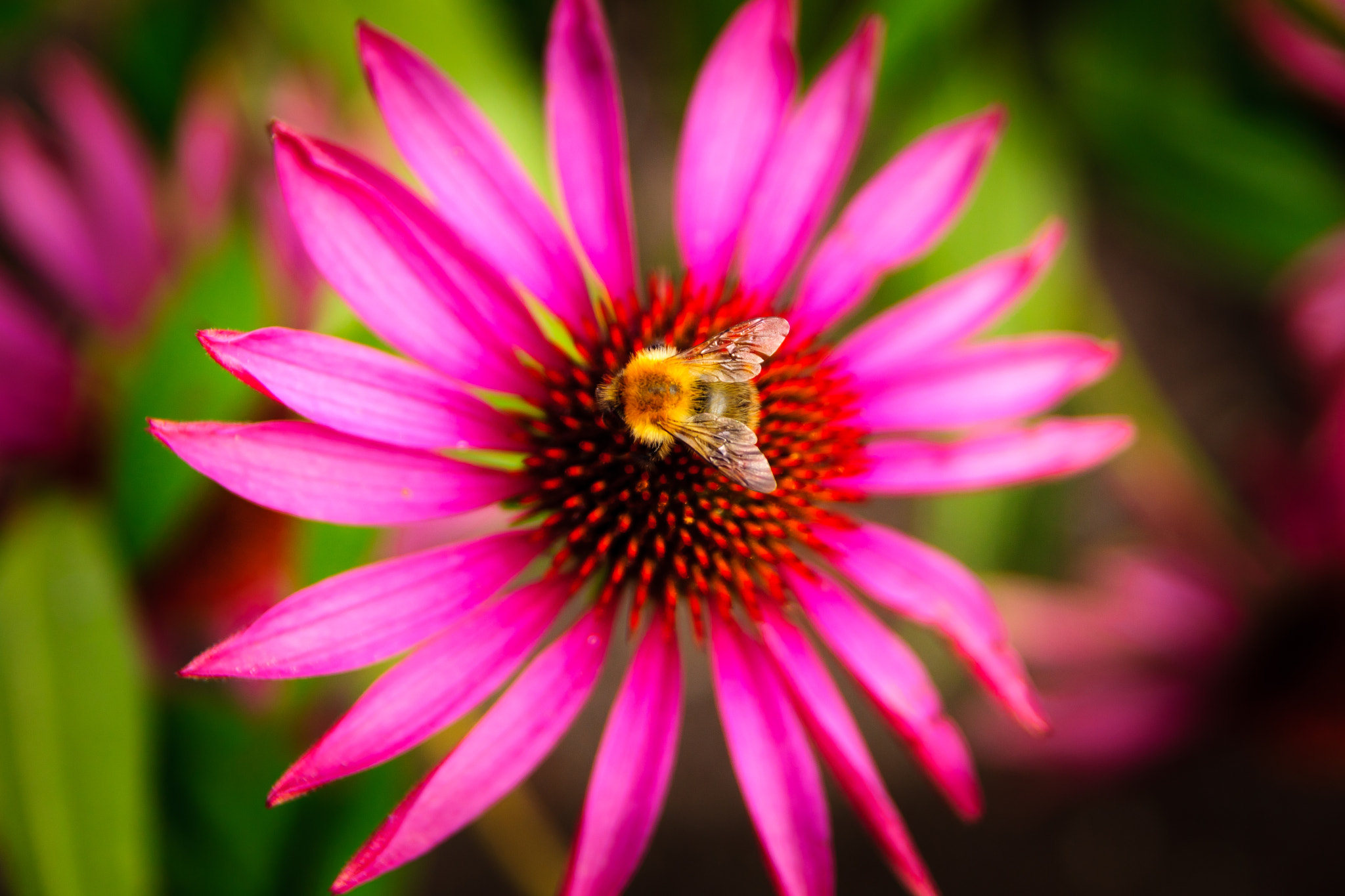Sony SLT-A65 (SLT-A65V) + Tamron SP 24-70mm F2.8 Di VC USD sample photo. Bee on pink flower photography