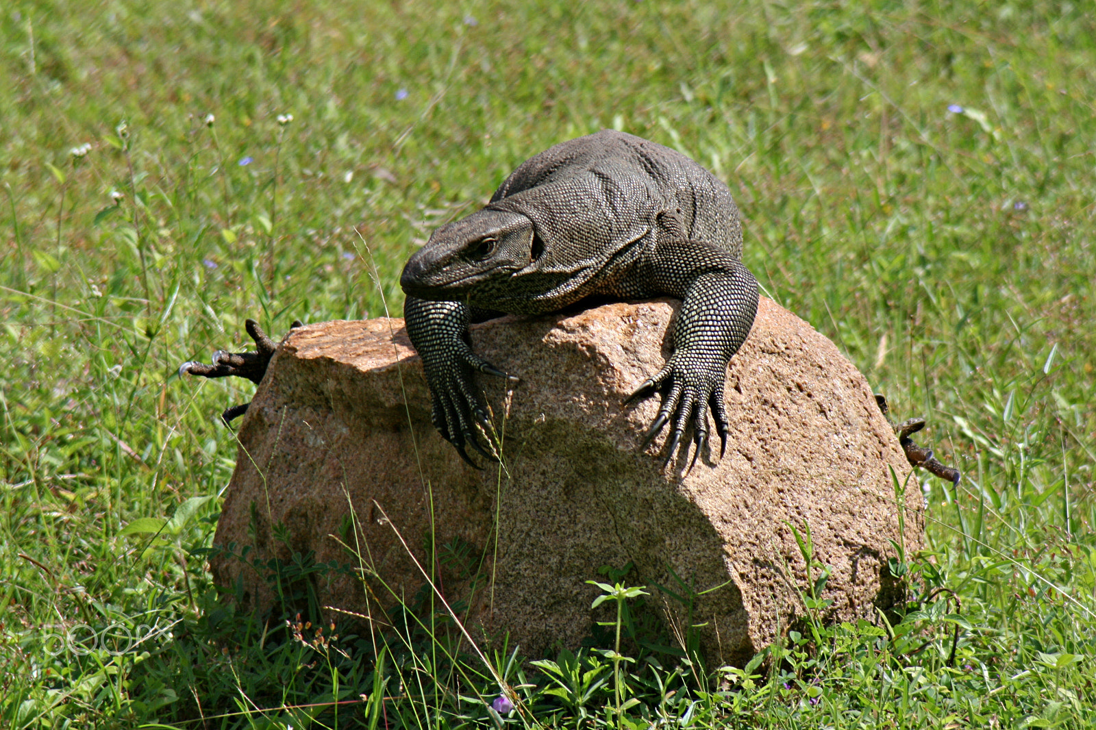 Canon EOS 400D (EOS Digital Rebel XTi / EOS Kiss Digital X) sample photo. Lizard photography