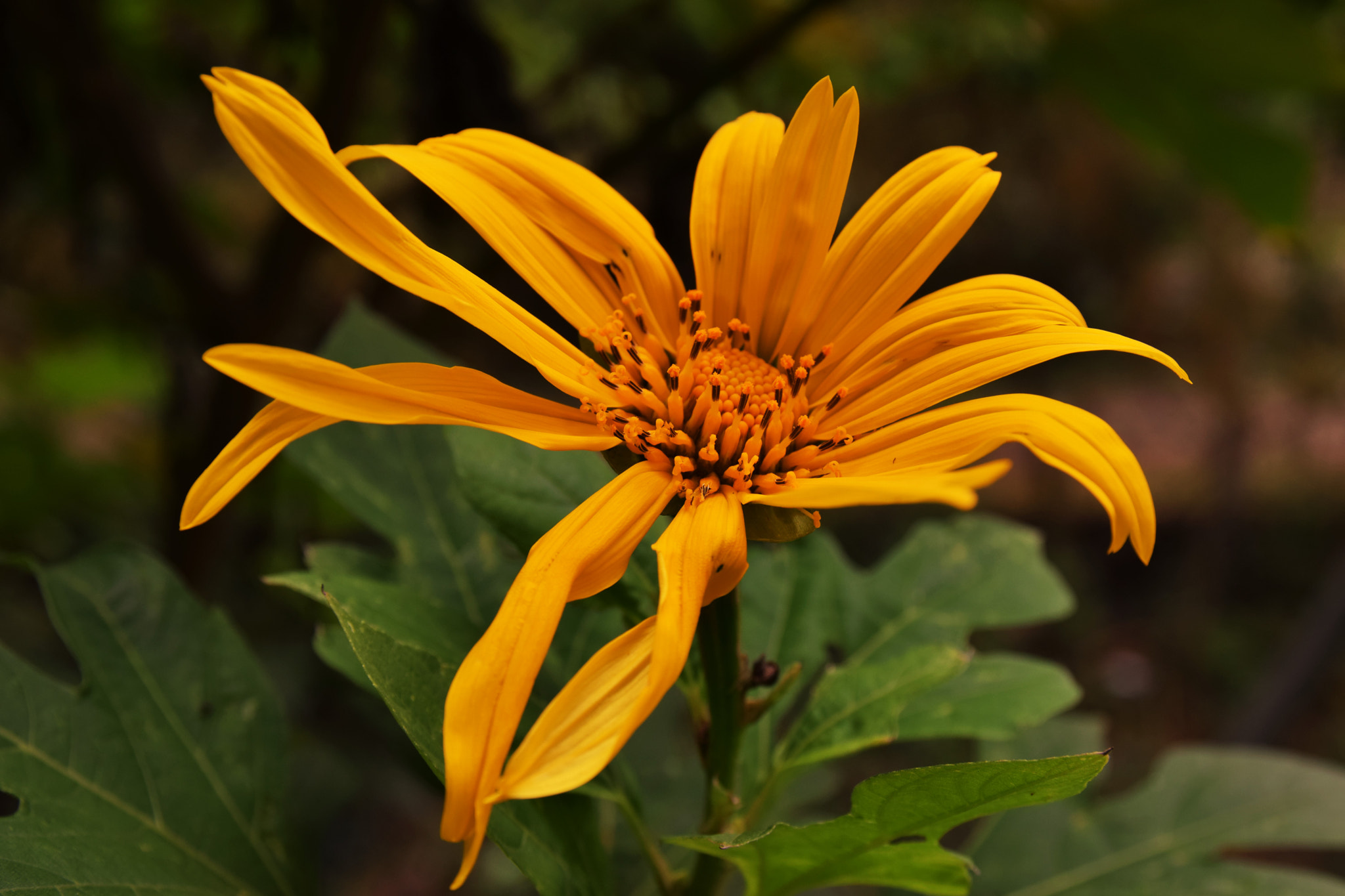 Nikon D5300 + Sigma 17-70mm F2.8-4 DC Macro OS HSM | C sample photo. Yellow daisy flower photography