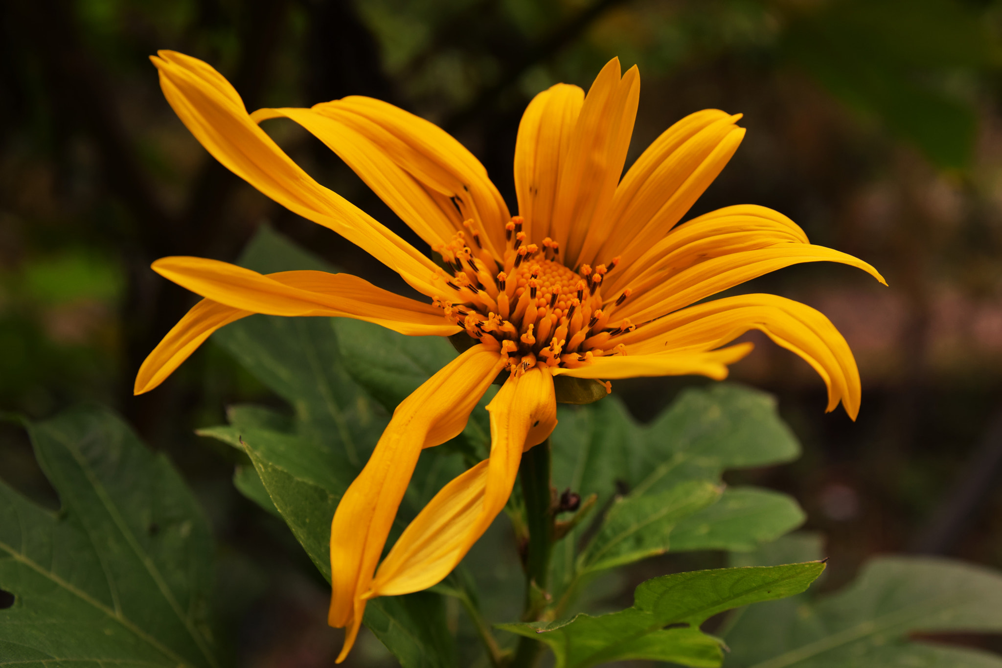 Sigma 17-70mm F2.8-4 DC Macro OS HSM | C sample photo. Yellow daisy flower photography