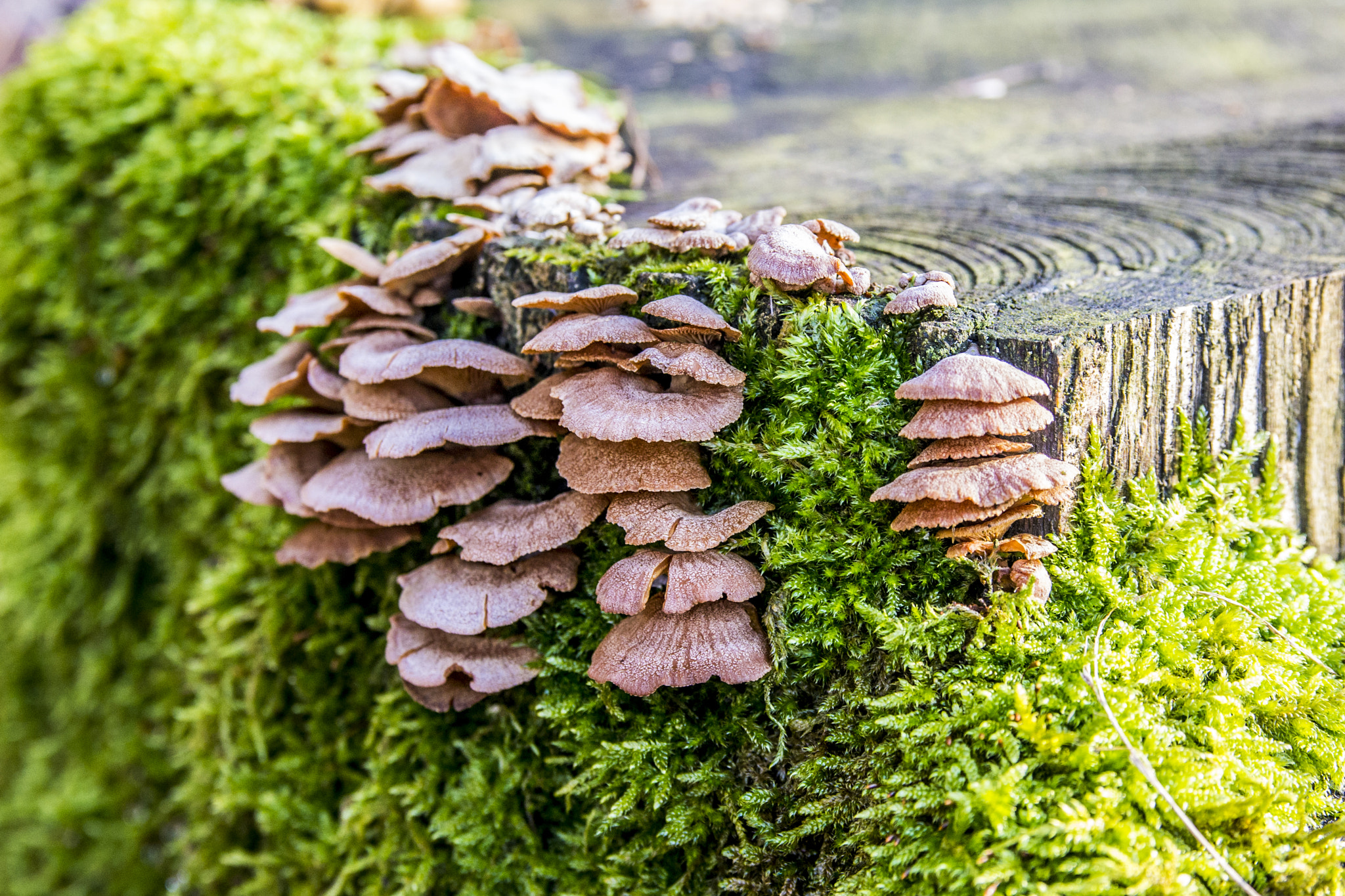 Nikon D3100 + Sigma 18-50mm F2.8 EX DC Macro sample photo. Winter in bayern, germany - 2016 photography