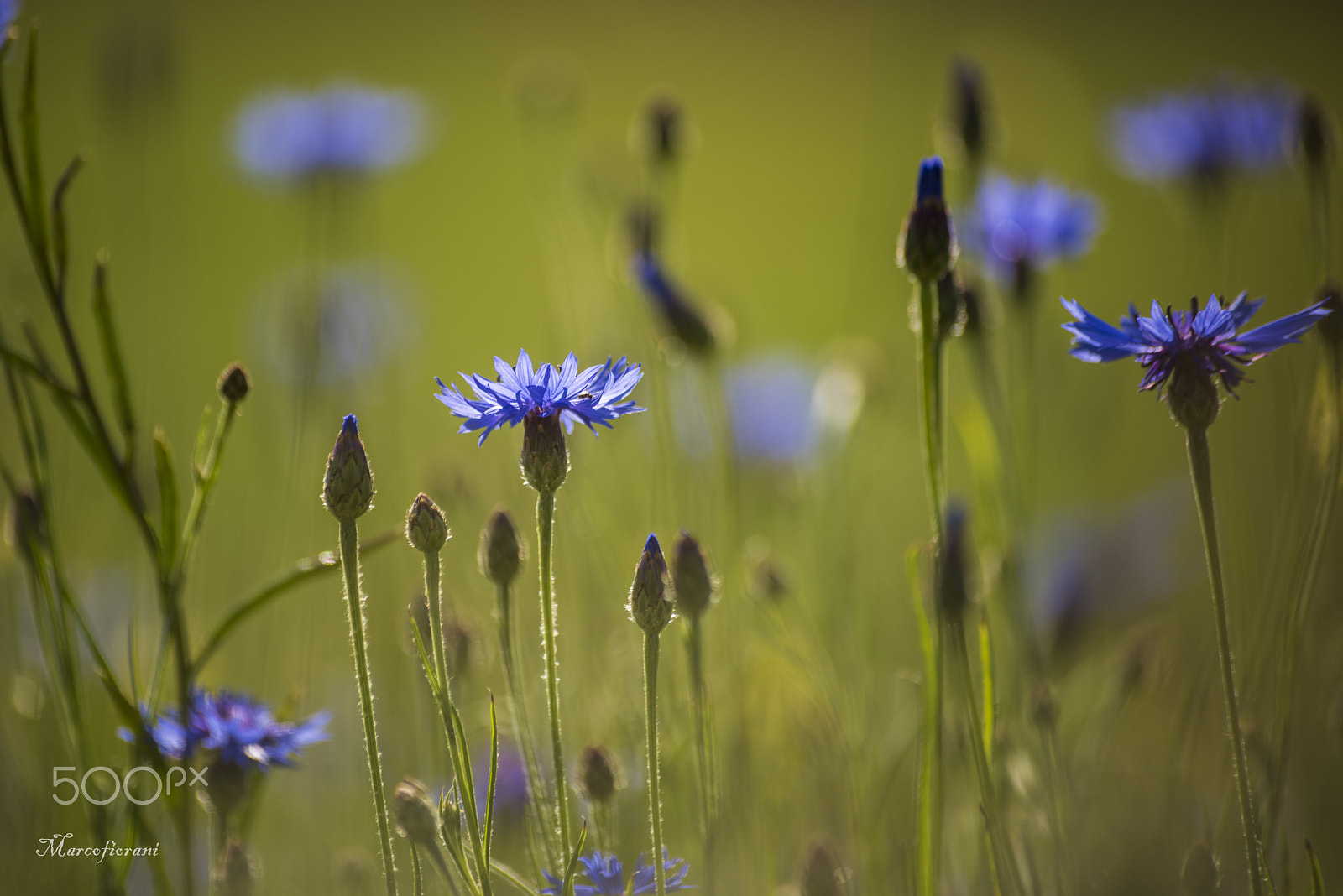 Sigma 70-300mm F4-5.6 APO DG Macro sample photo. Fiordalisi photography