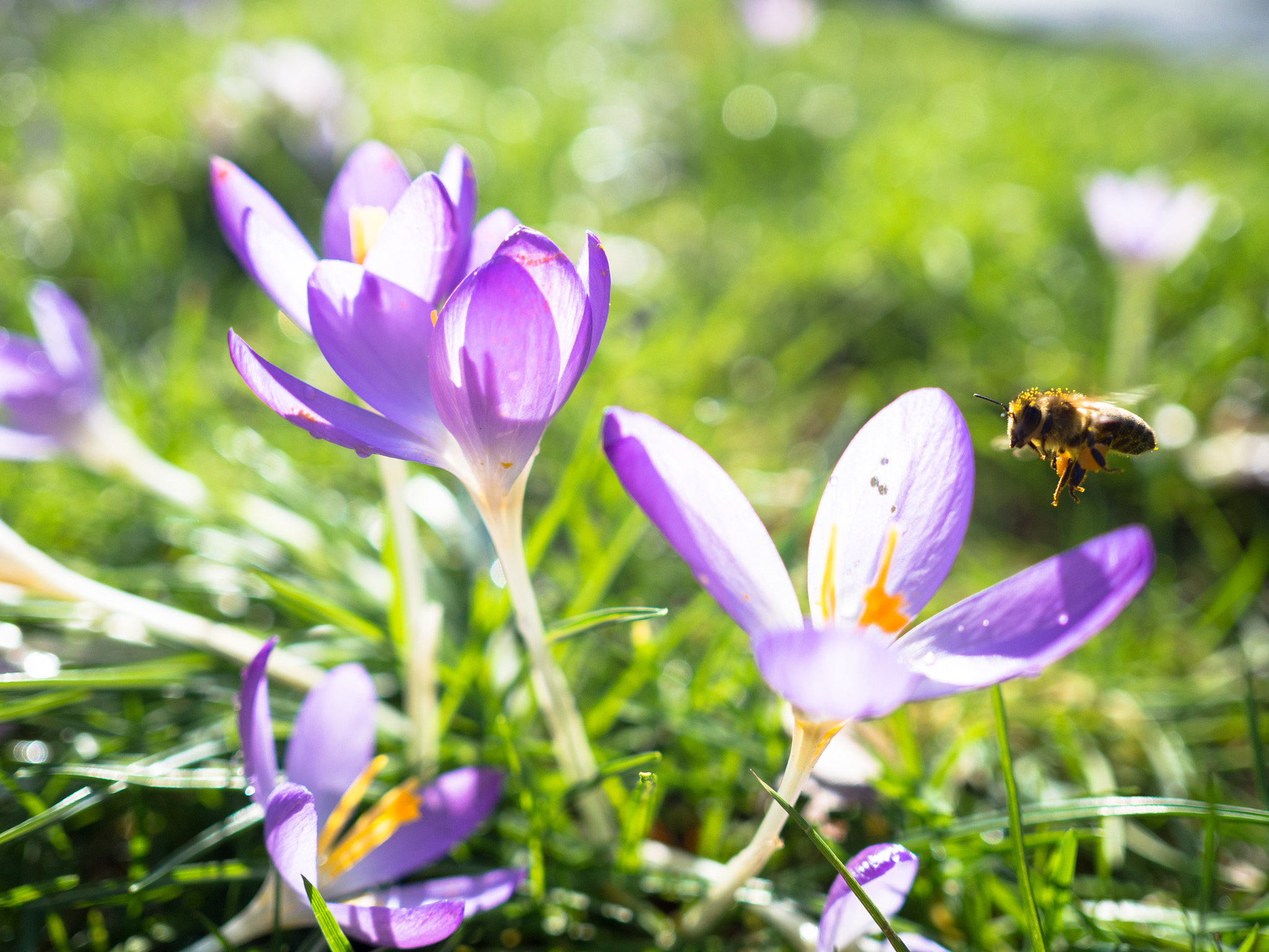 Olympus OM-D E-M10 + Olympus M.Zuiko Digital 17mm F2.8 Pancake sample photo. Bee flower photography