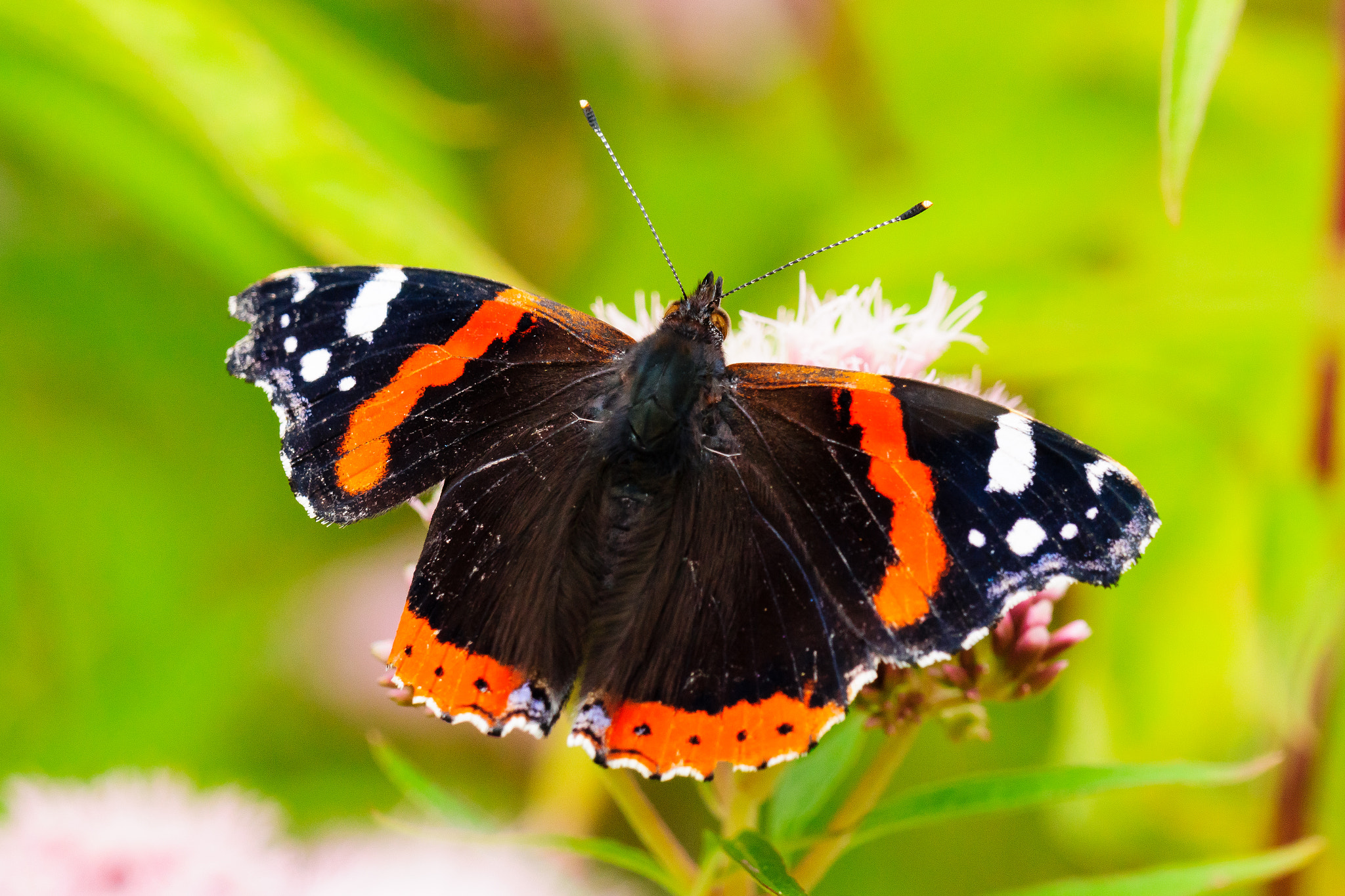 Sony 70-300mm F4.5-5.6 G SSM sample photo. Red admiral photography