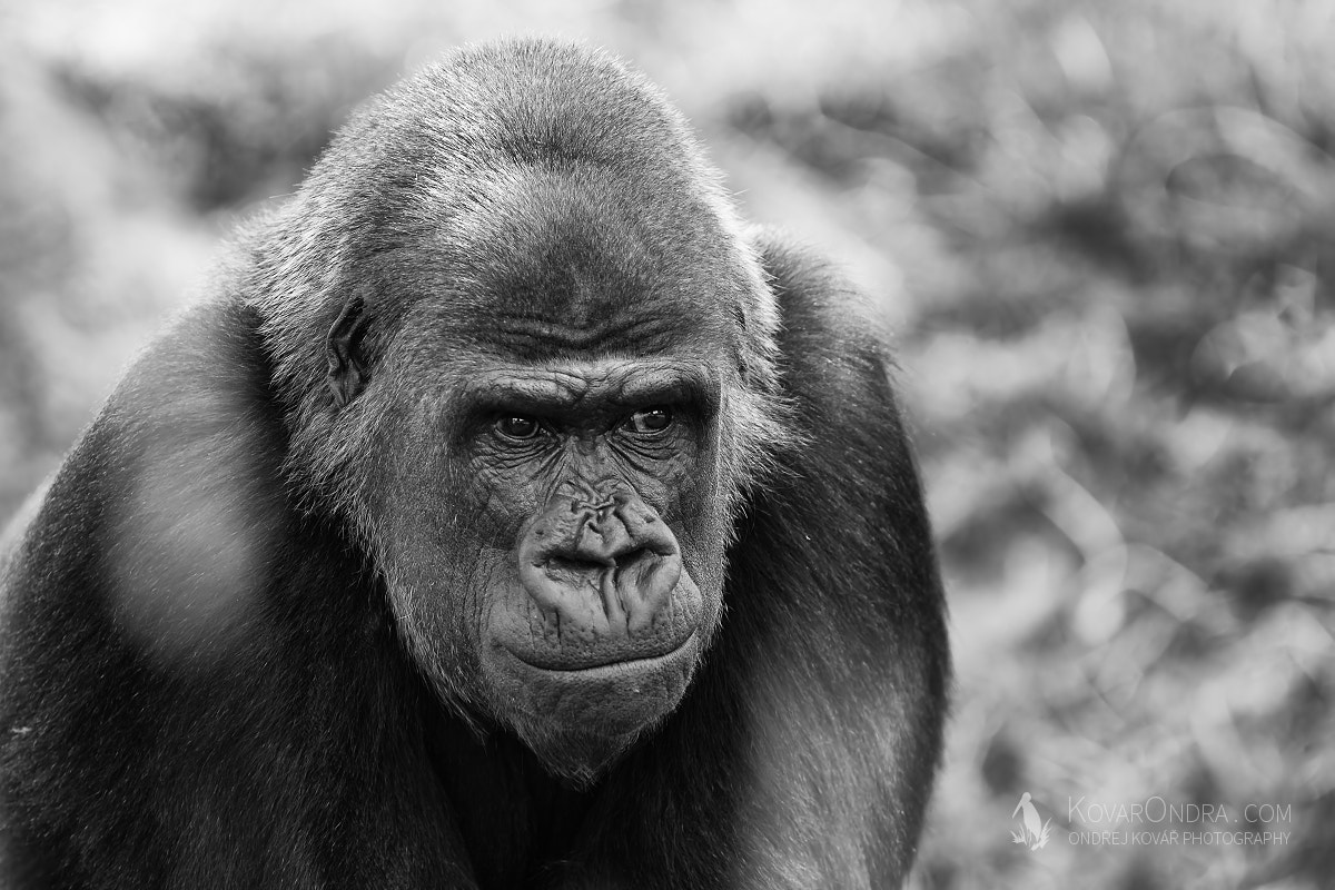 Canon EF 300mm F2.8L IS USM sample photo. Gorilla gorilla || czech republic photography