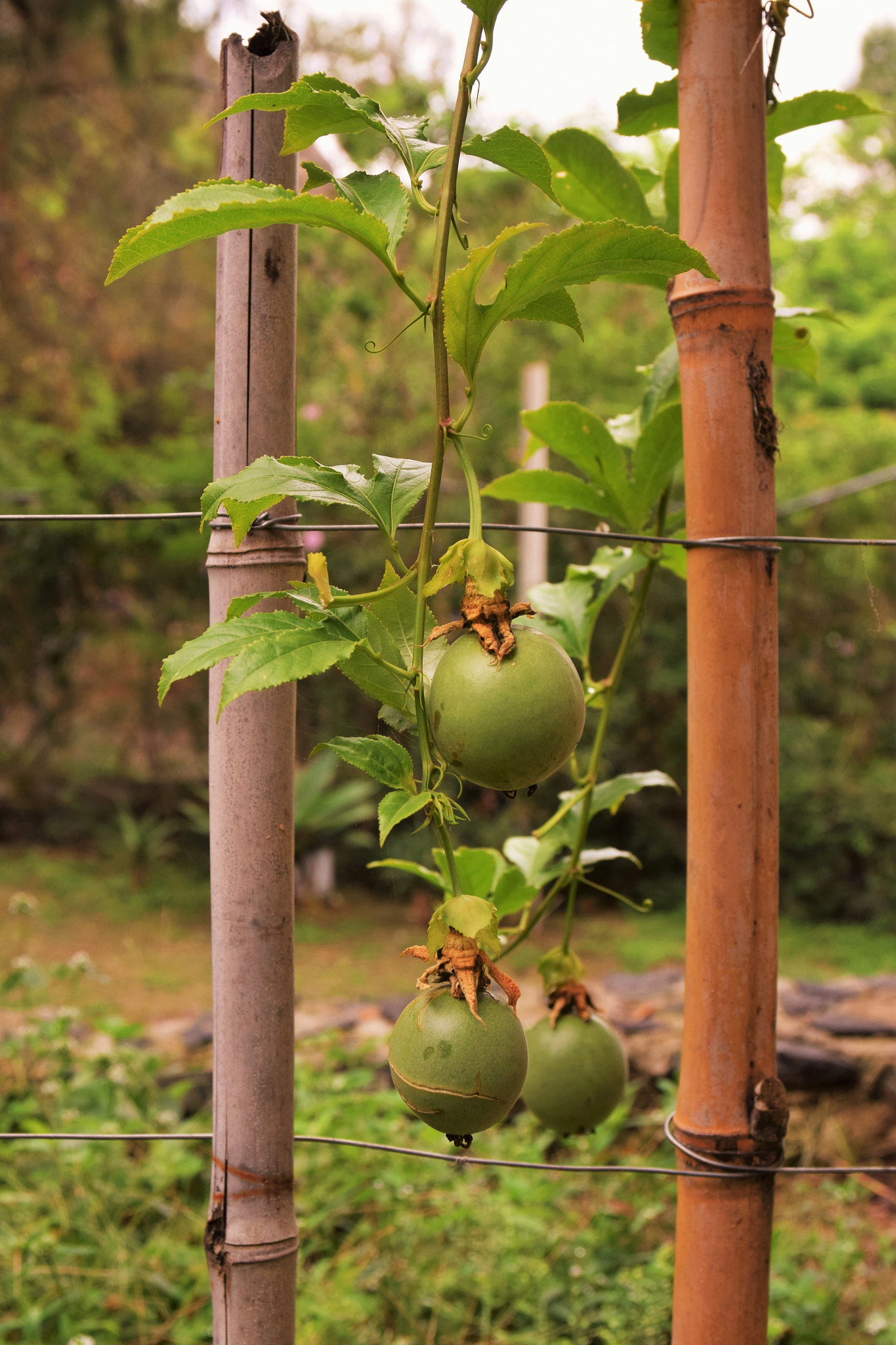 Sigma 17-70mm F2.8-4 DC Macro OS HSM | C sample photo. Maracuya photography