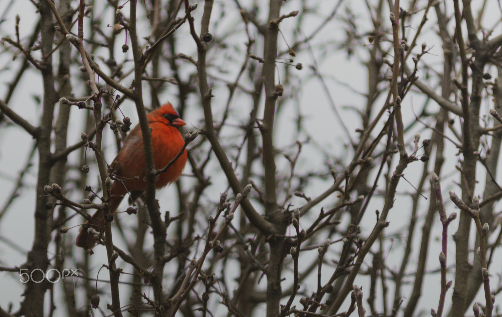 Nikon D5500 + AF Zoom-Nikkor 70-210mm f/4 sample photo. Bird-1 photography