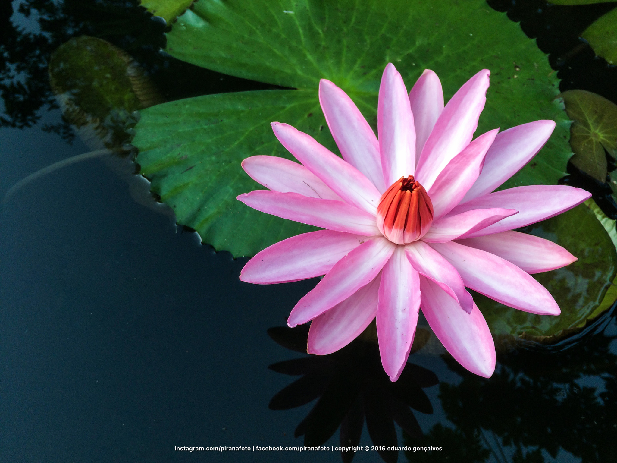 Jag.gr 645 PRO Mk III for Apple iPhone 5s sample photo. Aquatic plant photography