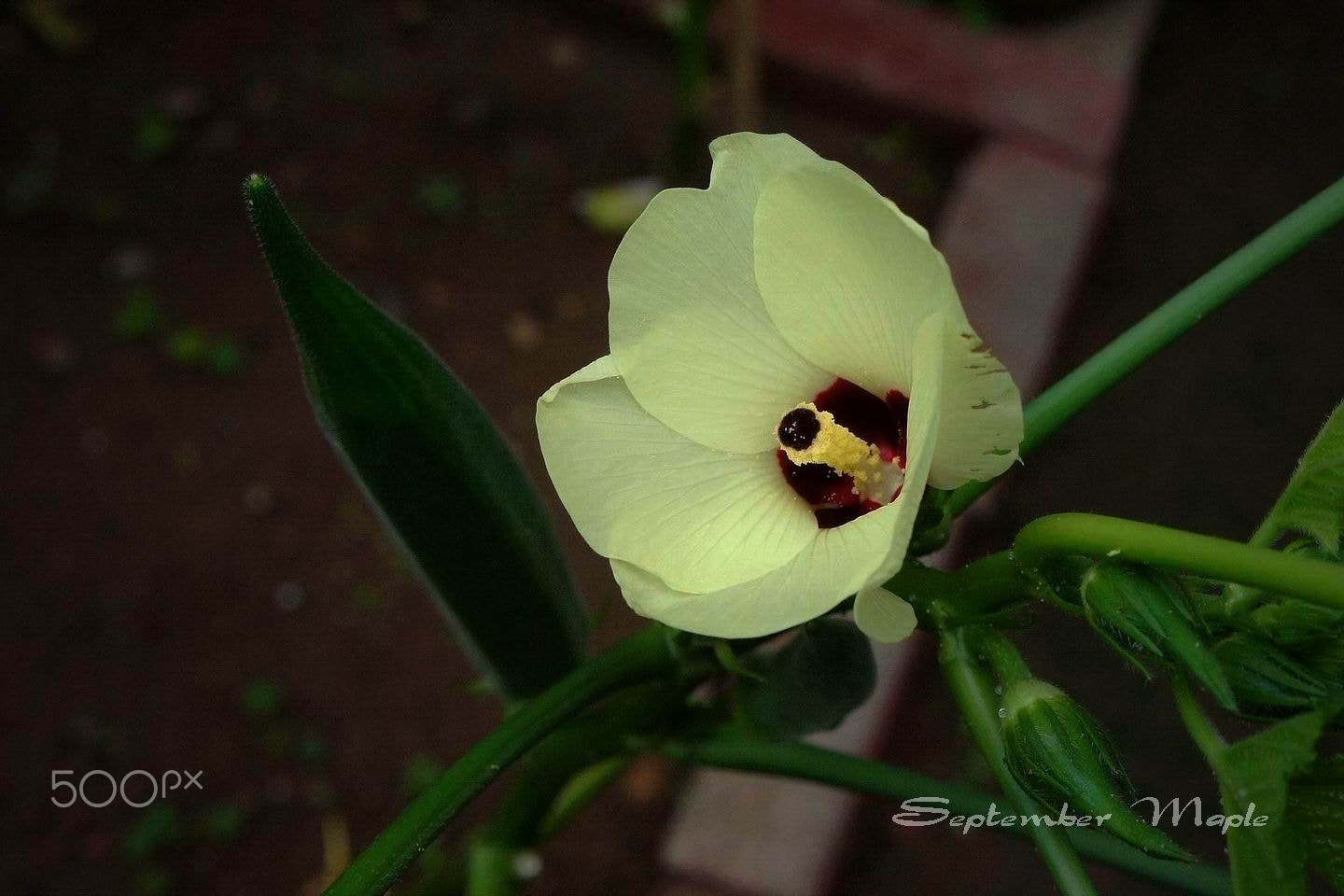 Sony NEX-5C sample photo. 别致的黄秋葵 photography