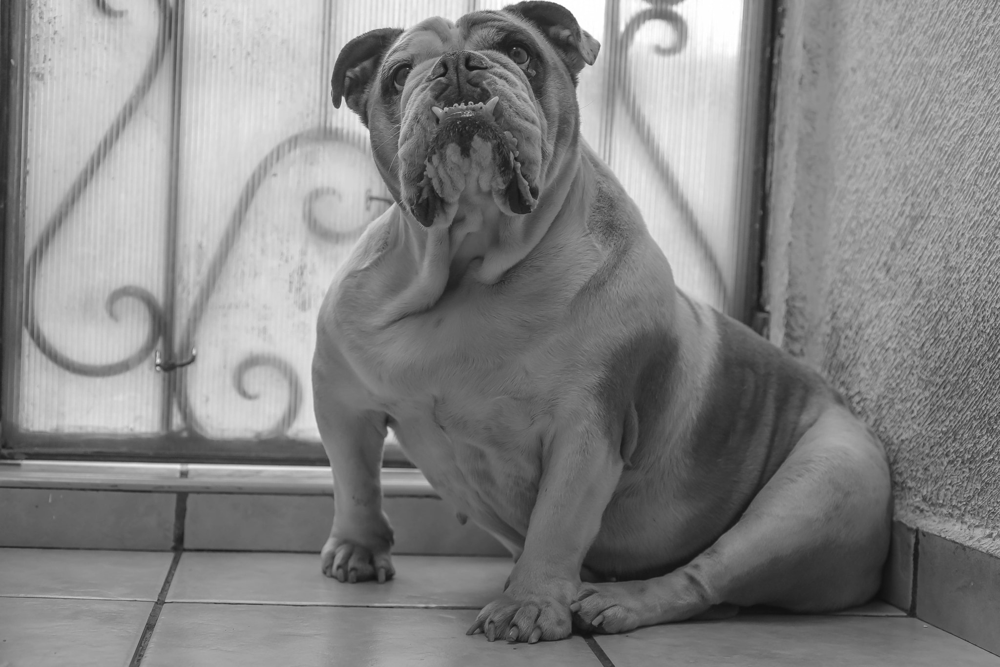 Nikon D750 + AF Micro-Nikkor 60mm f/2.8 sample photo. Bulldog ingles photography