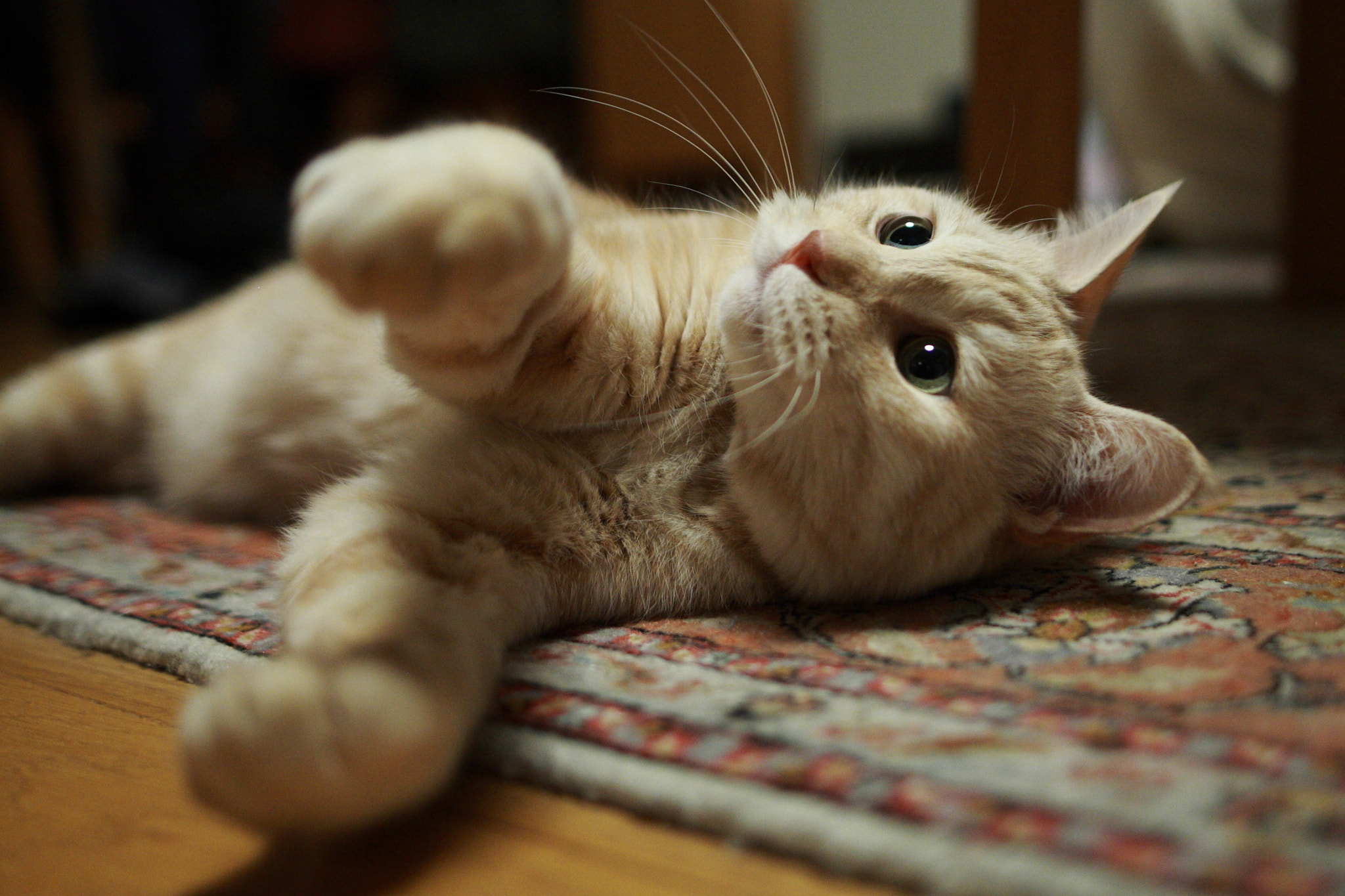 Sigma 28mm f/1.8 DG Macro EX sample photo. Innocence photography