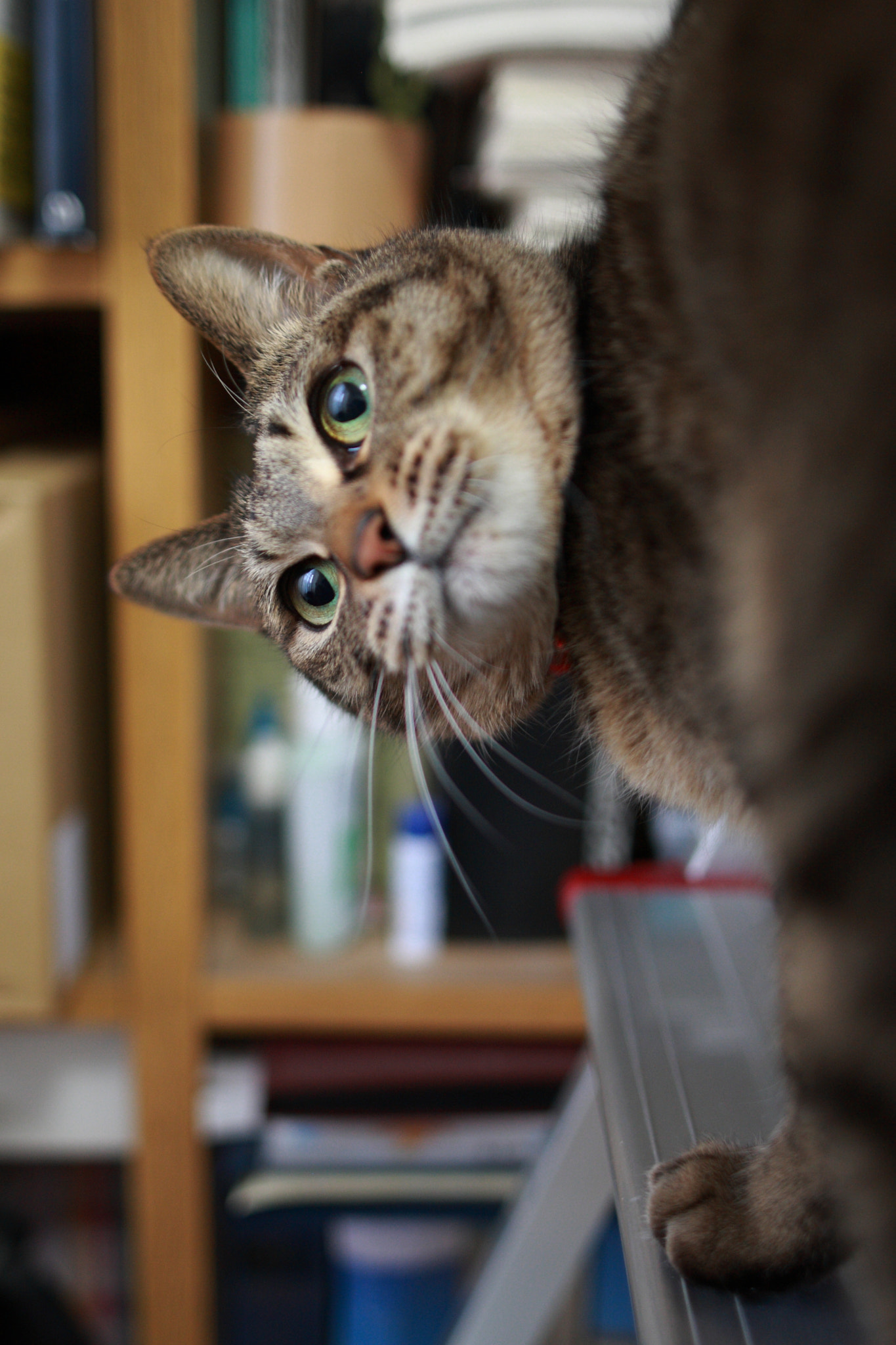 Sigma 28mm f/1.8 DG Macro EX sample photo. With a step photography