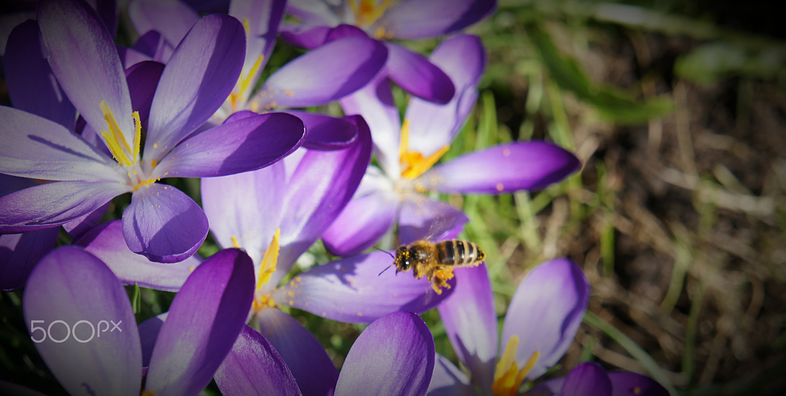 Sony Alpha NEX-C3 sample photo. Bee@ photography