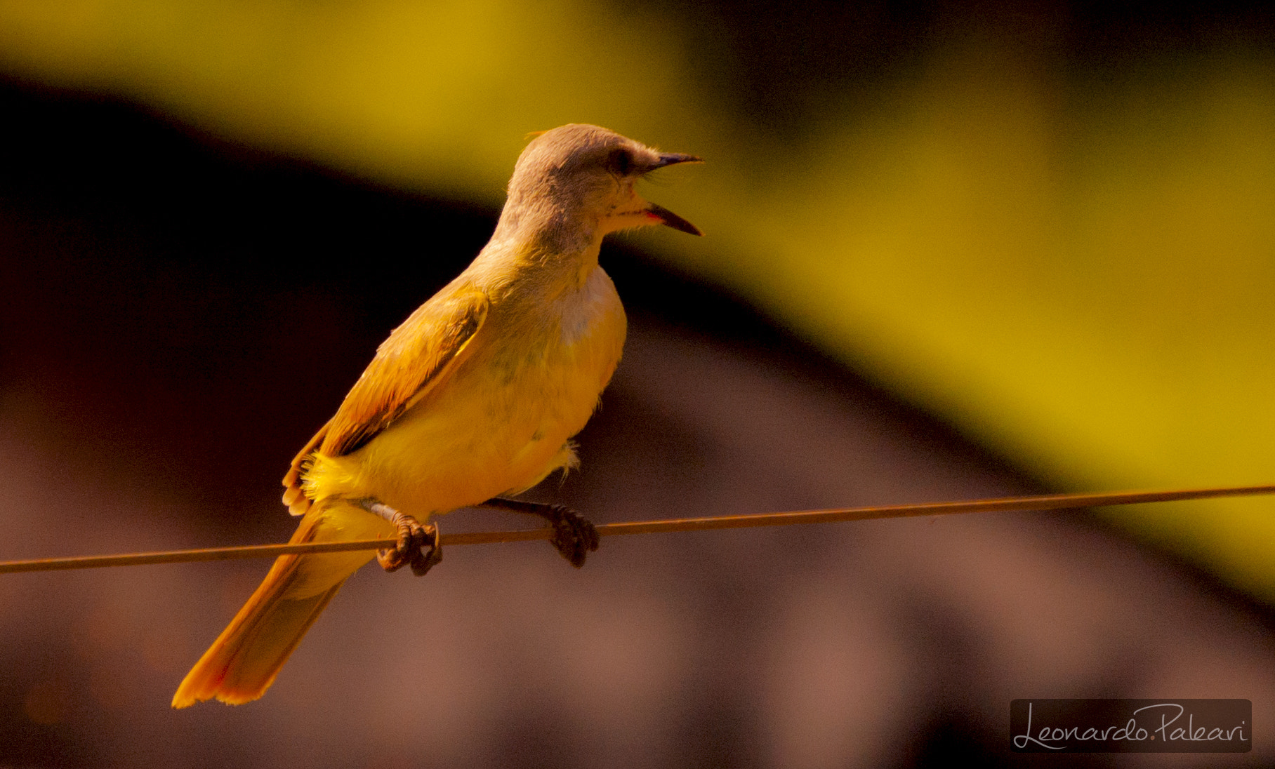 Nikon D70s sample photo. Brr photography