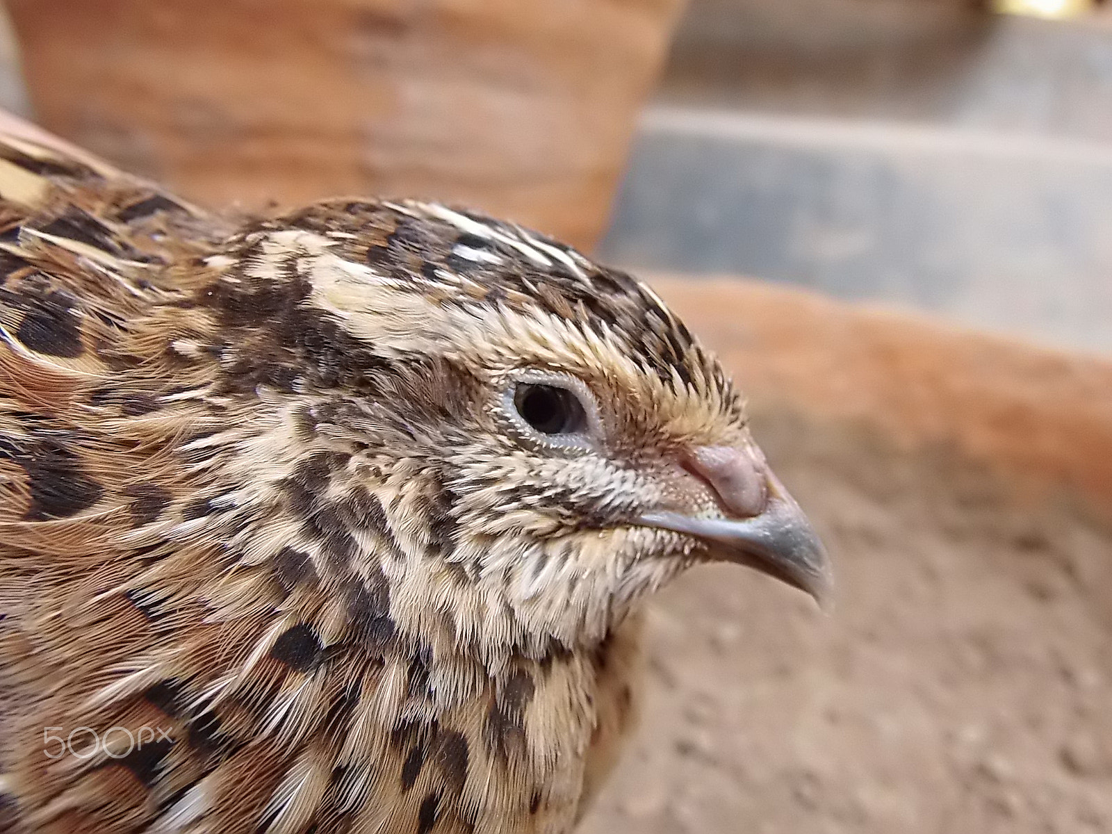 Olympus SP-720UZ sample photo. The quail called bater photography