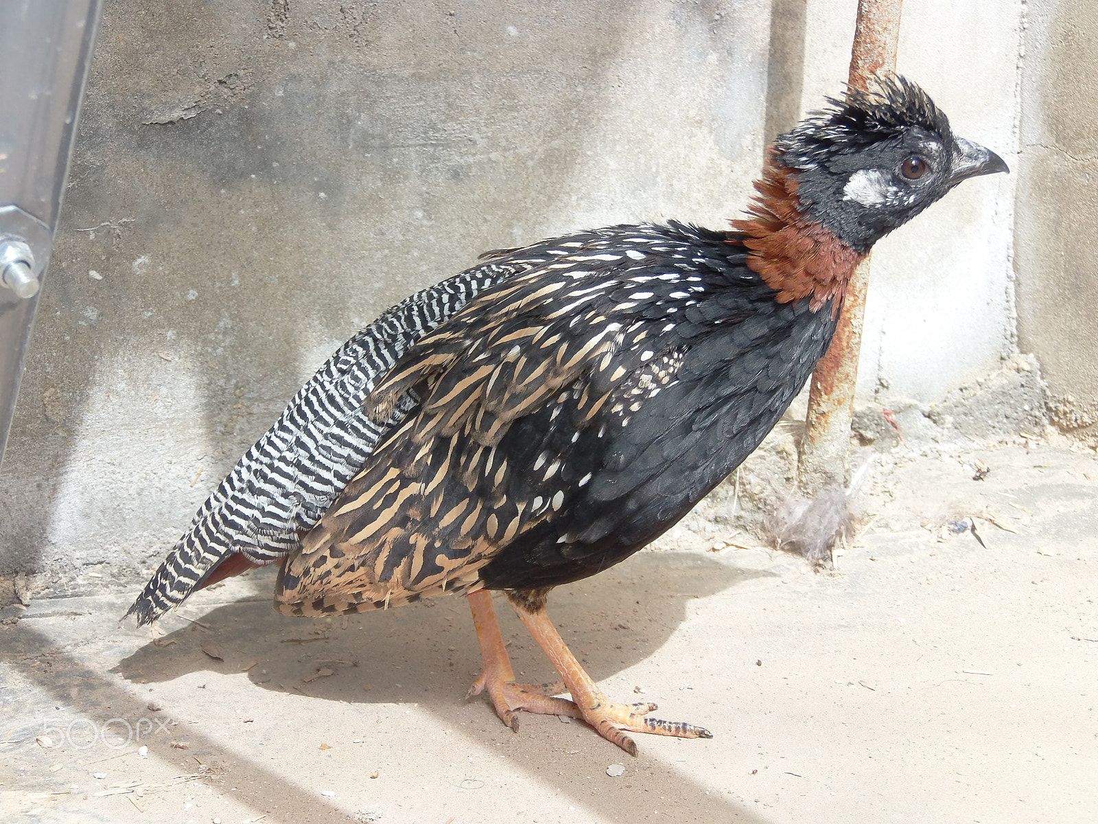 Olympus SP-720UZ sample photo. Black francolin partridges, karo titer photography