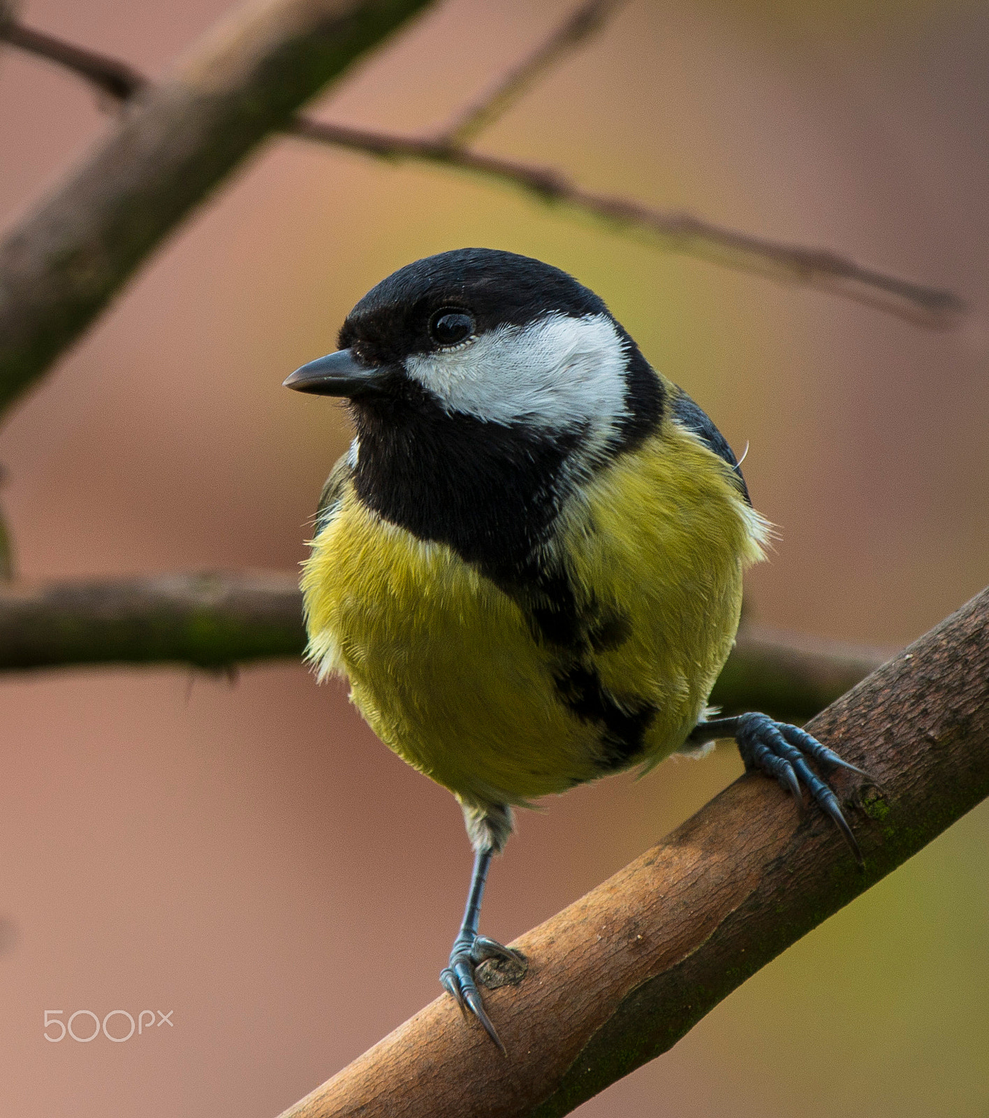 Canon EF 70-200mm F2.8L IS II USM sample photo. Carbonero photography