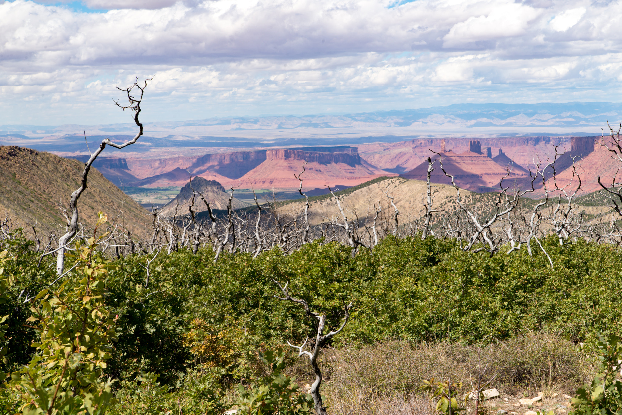 Nikon D600 sample photo. Dead wood photography