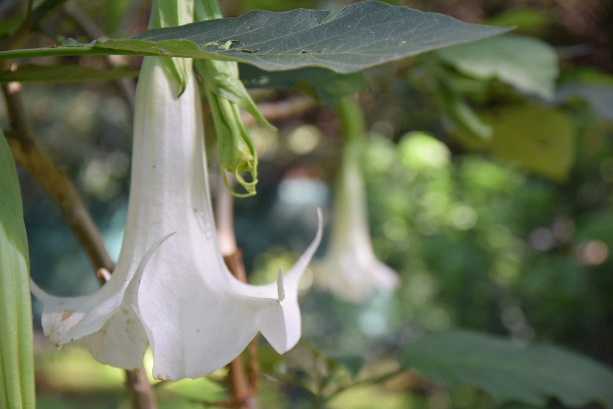 Sigma 17-70mm F2.8-4 DC Macro OS HSM | C sample photo. Floripondio photography