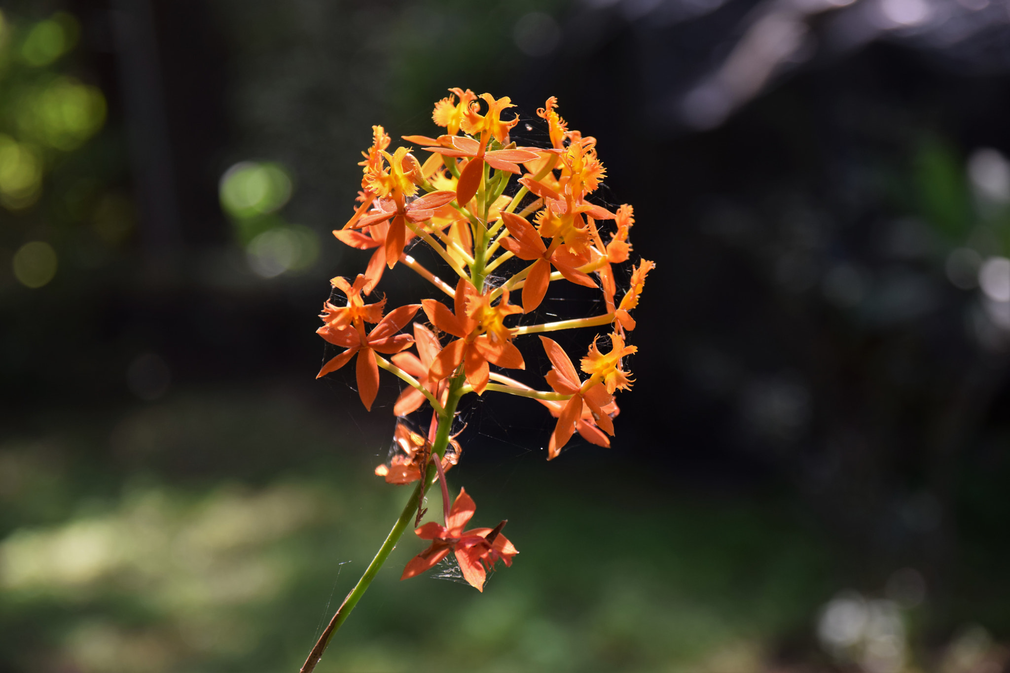 Sigma 17-70mm F2.8-4 DC Macro OS HSM | C sample photo. Orange orchid photography