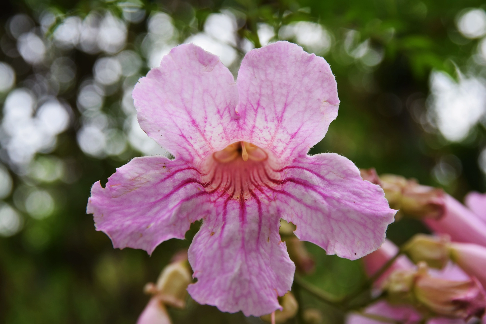 Sigma 17-70mm F2.8-4 DC Macro OS HSM | C sample photo. Pink bignonia photography