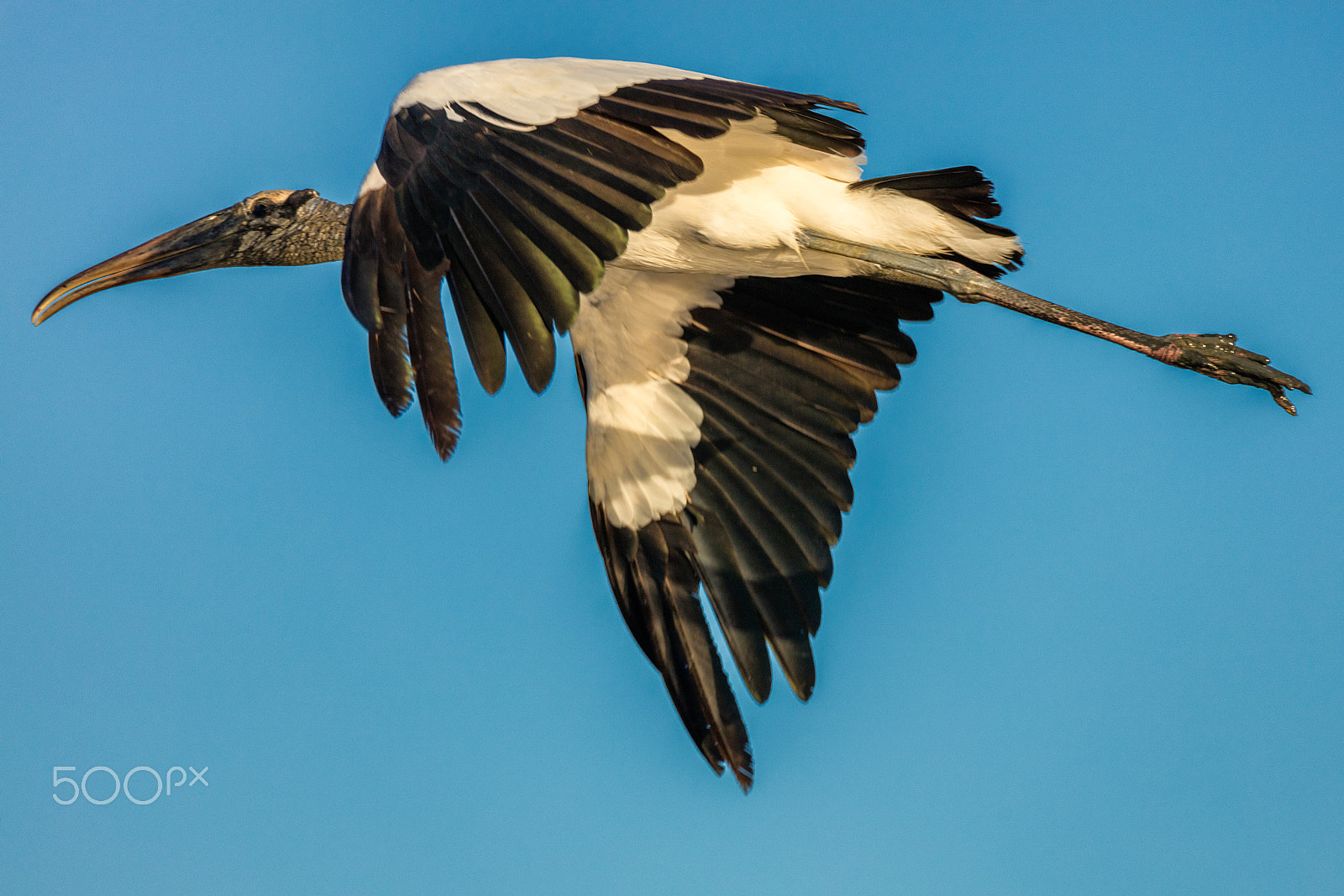 Canon EOS 5DS + Sigma 150-600mm F5-6.3 DG OS HSM | C sample photo. Wood stork in flight photography