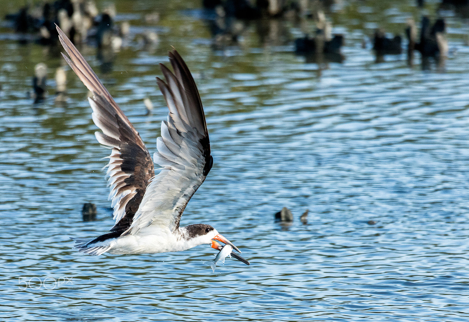 Canon EOS 5DS + Sigma 150-600mm F5-6.3 DG OS HSM | C sample photo. Black skimmer flying with fish photography