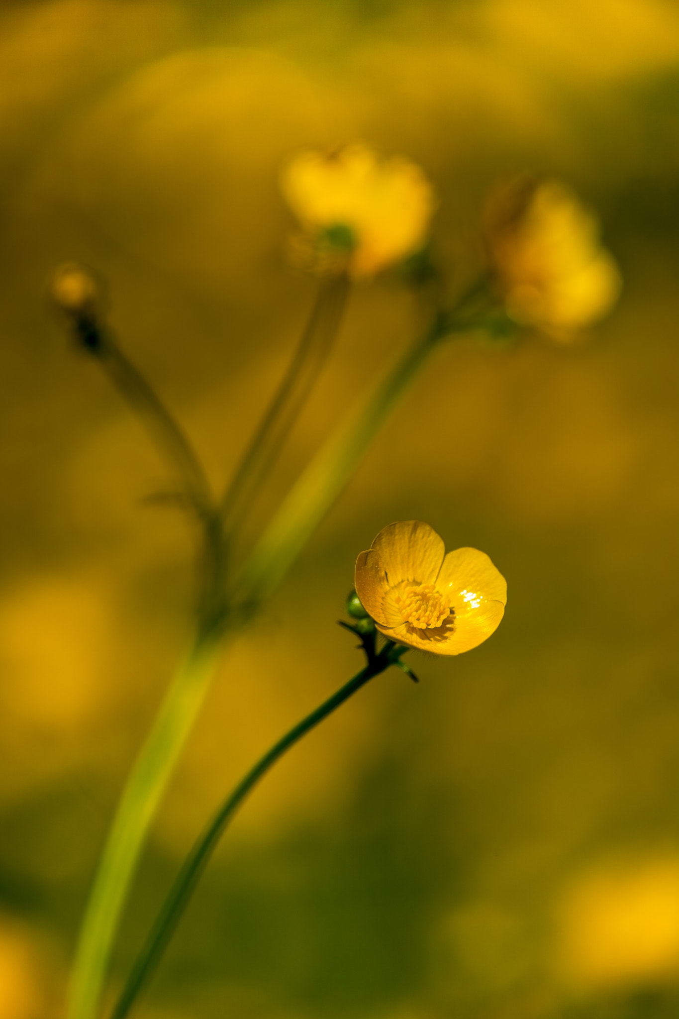 Tamron SP AF 180mm F3.5 Di LD (IF) Macro sample photo. Buttercup. photography