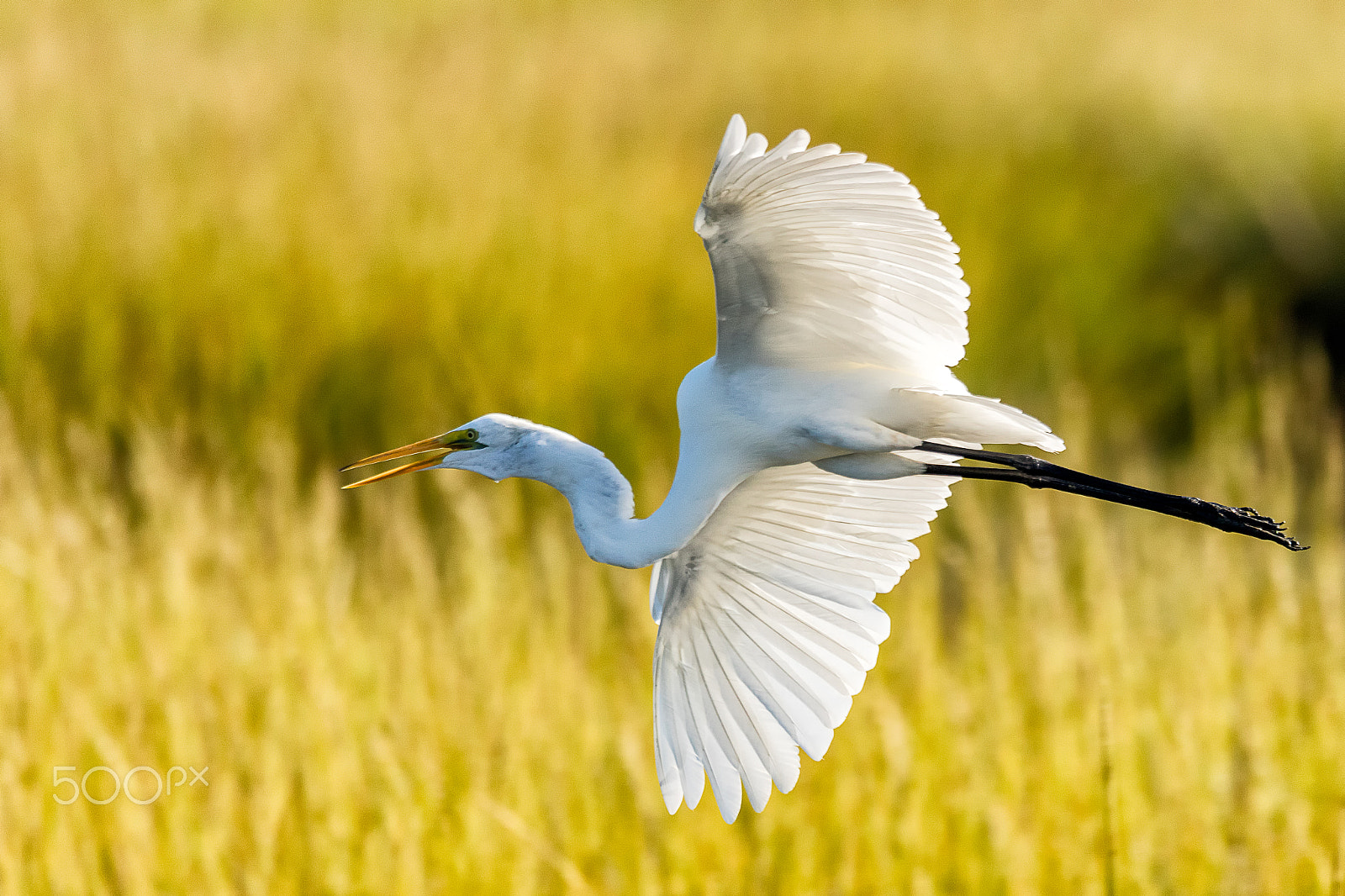 Sigma 150-600mm F5-6.3 DG OS HSM | C sample photo. Great white egret flying over grasslands photography