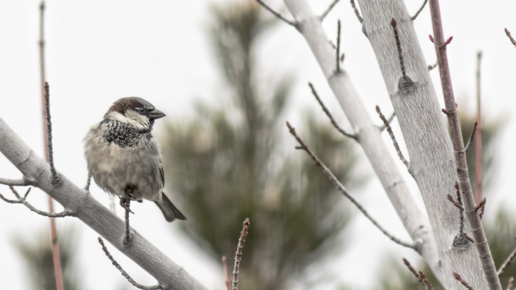 AF Zoom-Nikkor 75-300mm f/4.5-5.6 sample photo. Bird in tree photography