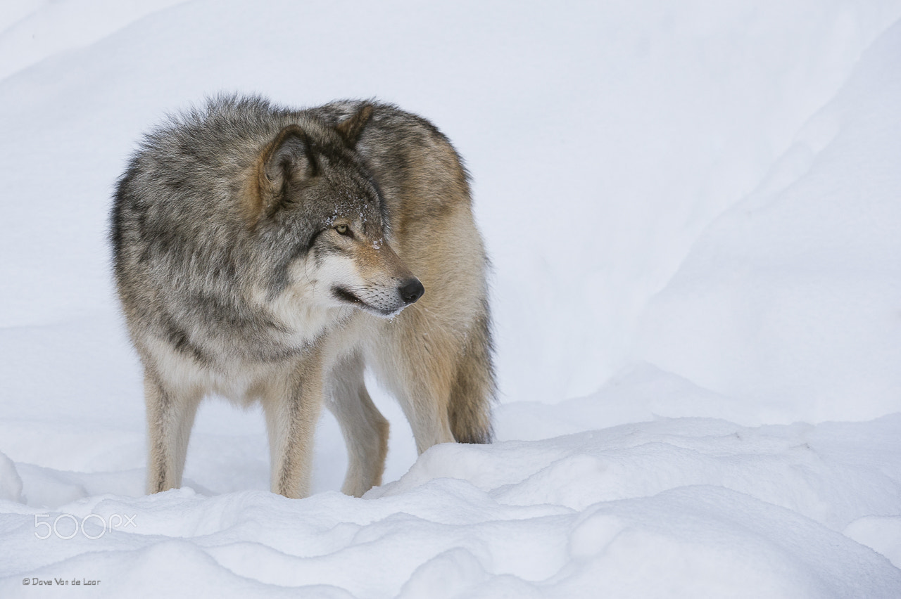 Nikon AF-S Nikkor 200-400mm F4G ED-IF VR sample photo. Gray wolfe photography