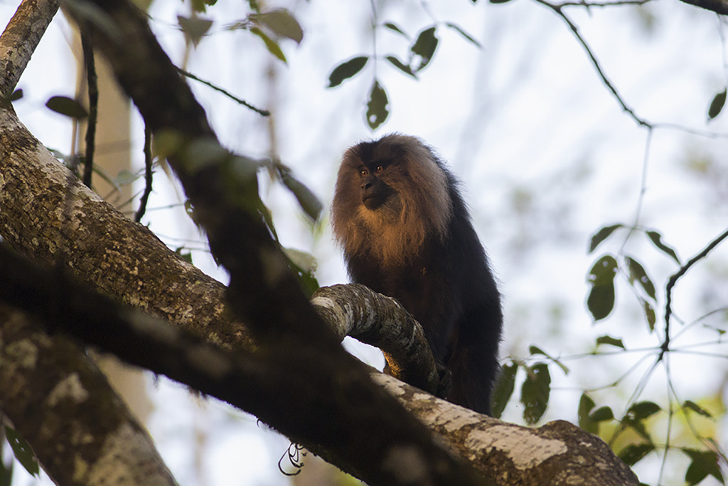 Canon EOS 60D + Canon EF 400mm F5.6L USM sample photo. Lion tailed macaque photography