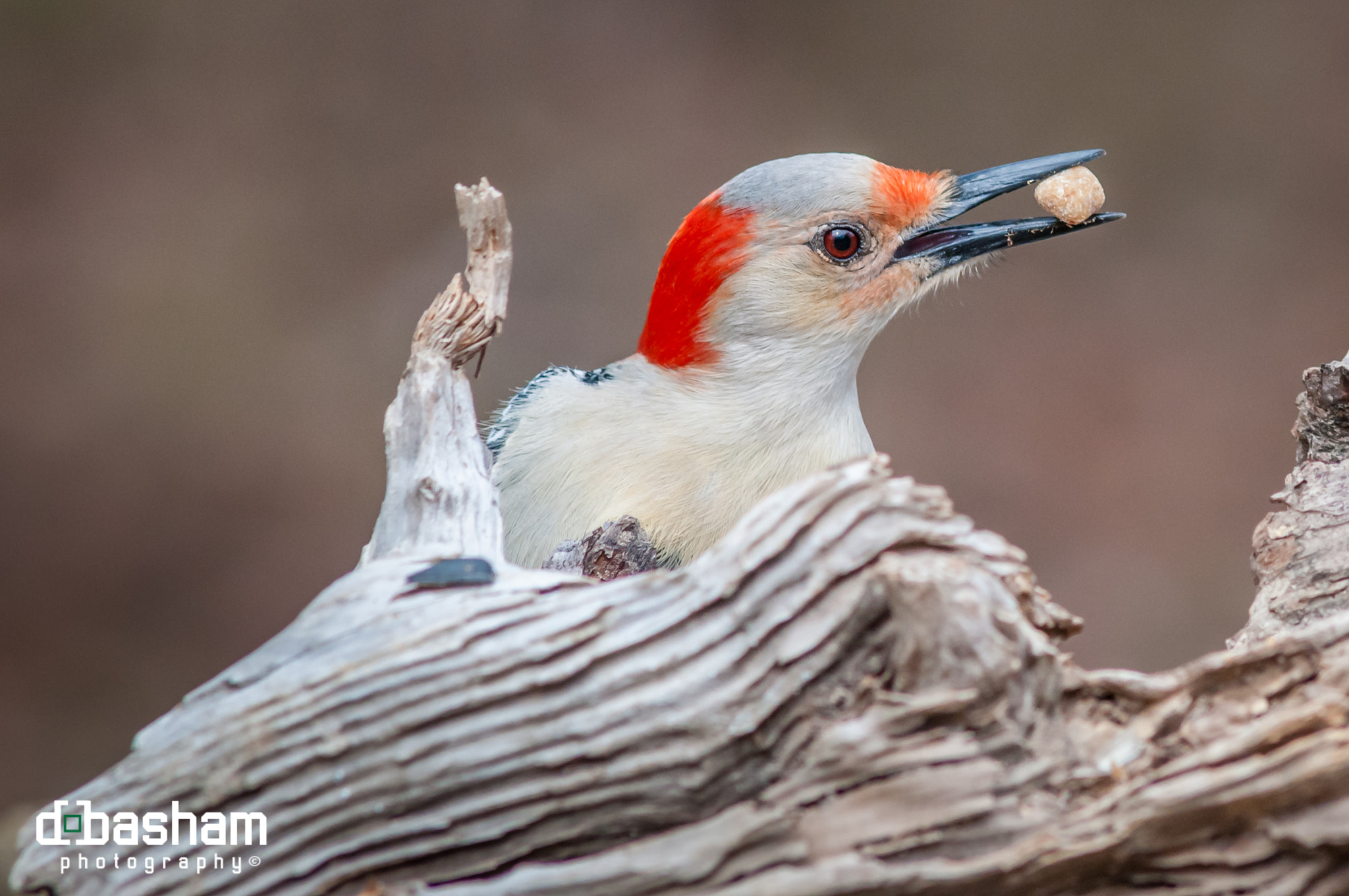 Nikon D300 + AF Nikkor 300mm f/4 IF-ED sample photo. Woodpecker enjoying a treat photography