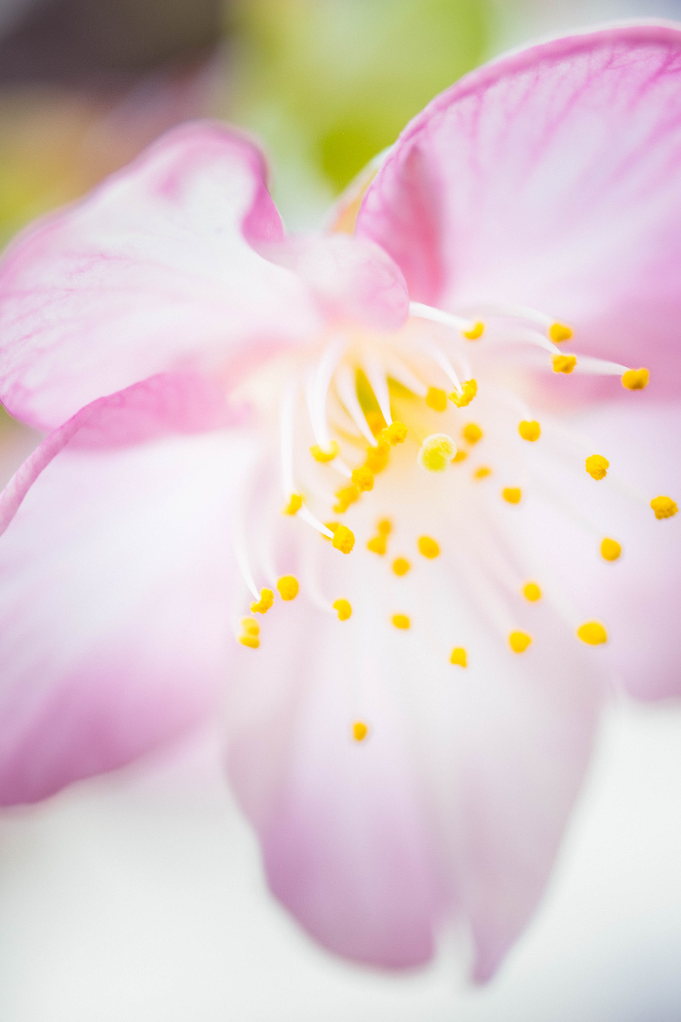 Panasonic Lumix G Macro 30mm F2.8 ASPH Mega OIS sample photo. The kawazu cherry photography
