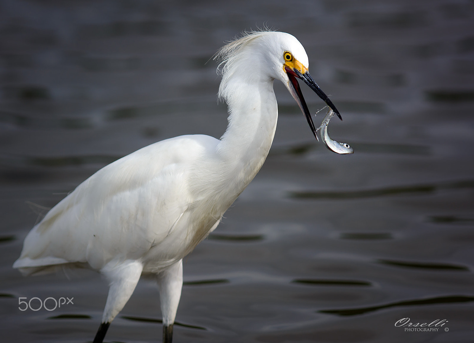 Nikon AF-S Nikkor 300mm F2.8G ED-IF VR sample photo. Snowy egret with fish photography