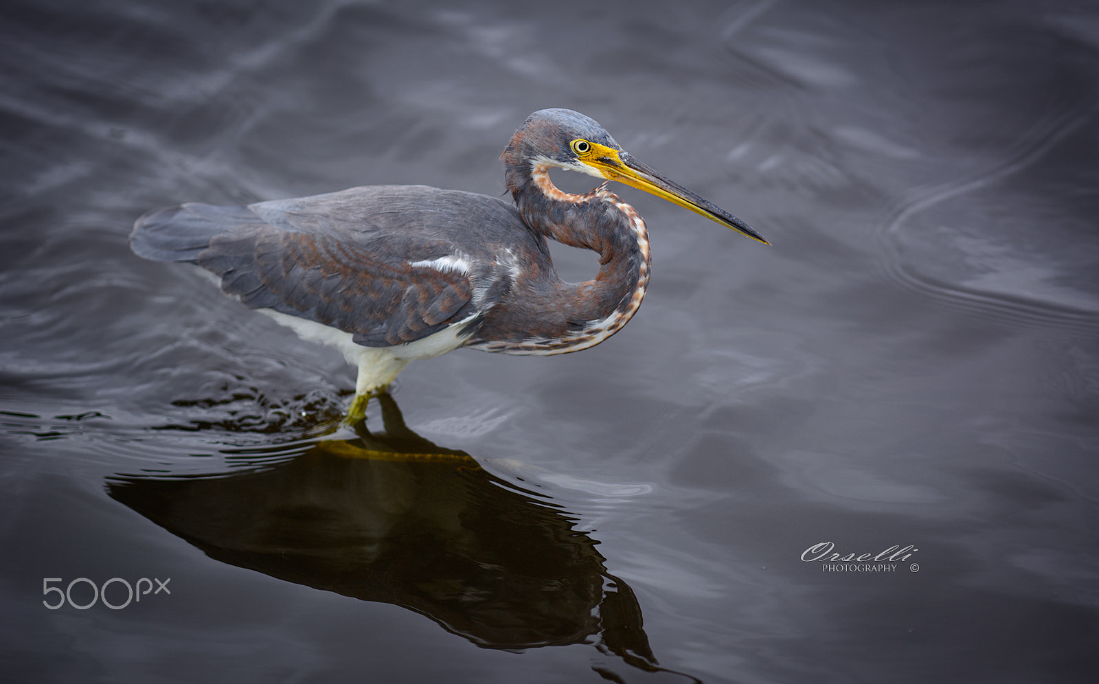 Nikon AF-S Nikkor 300mm F2.8G ED-IF VR sample photo. Tri color heron photography