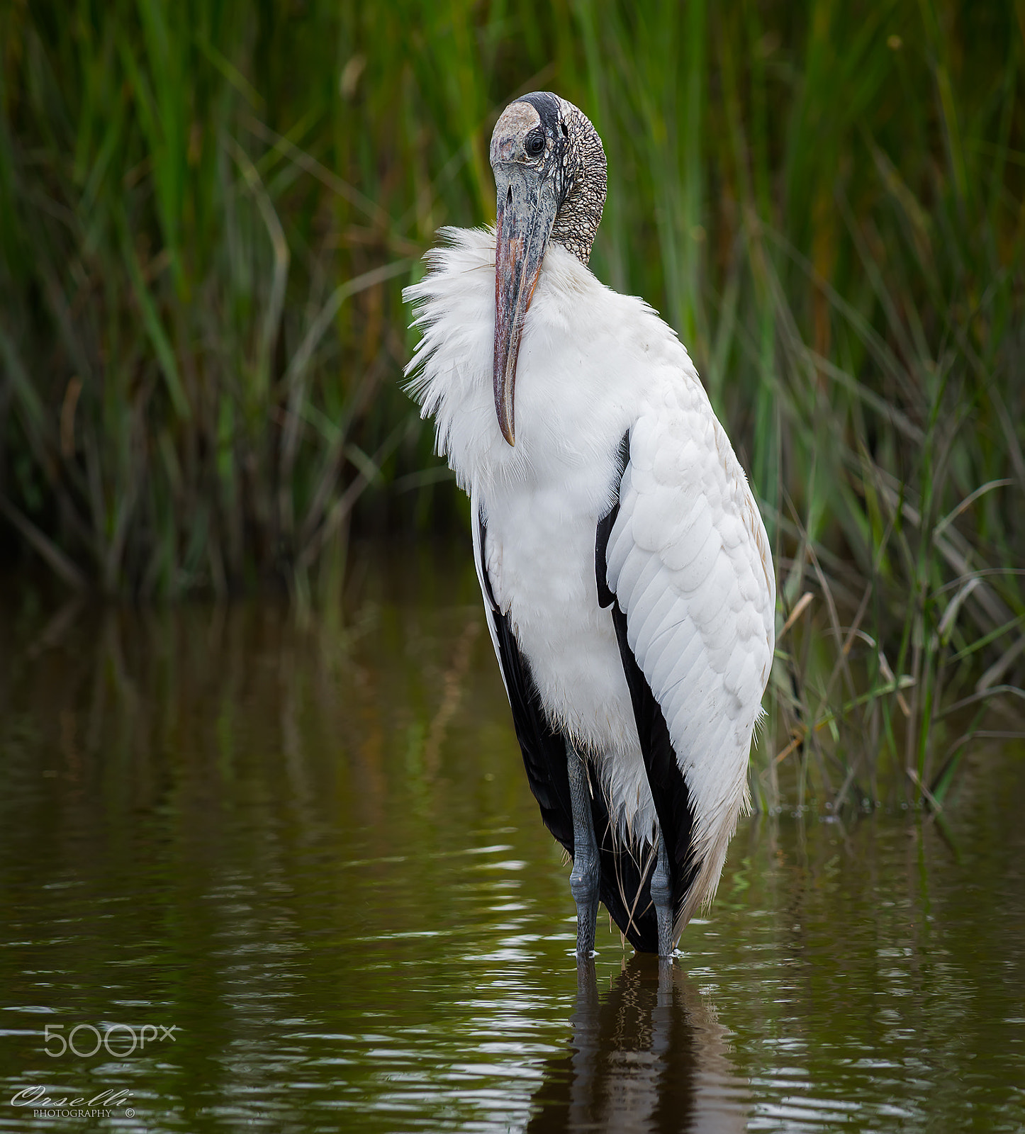 Nikon AF-S Nikkor 300mm F2.8G ED-IF VR sample photo. Woodstork wading photography