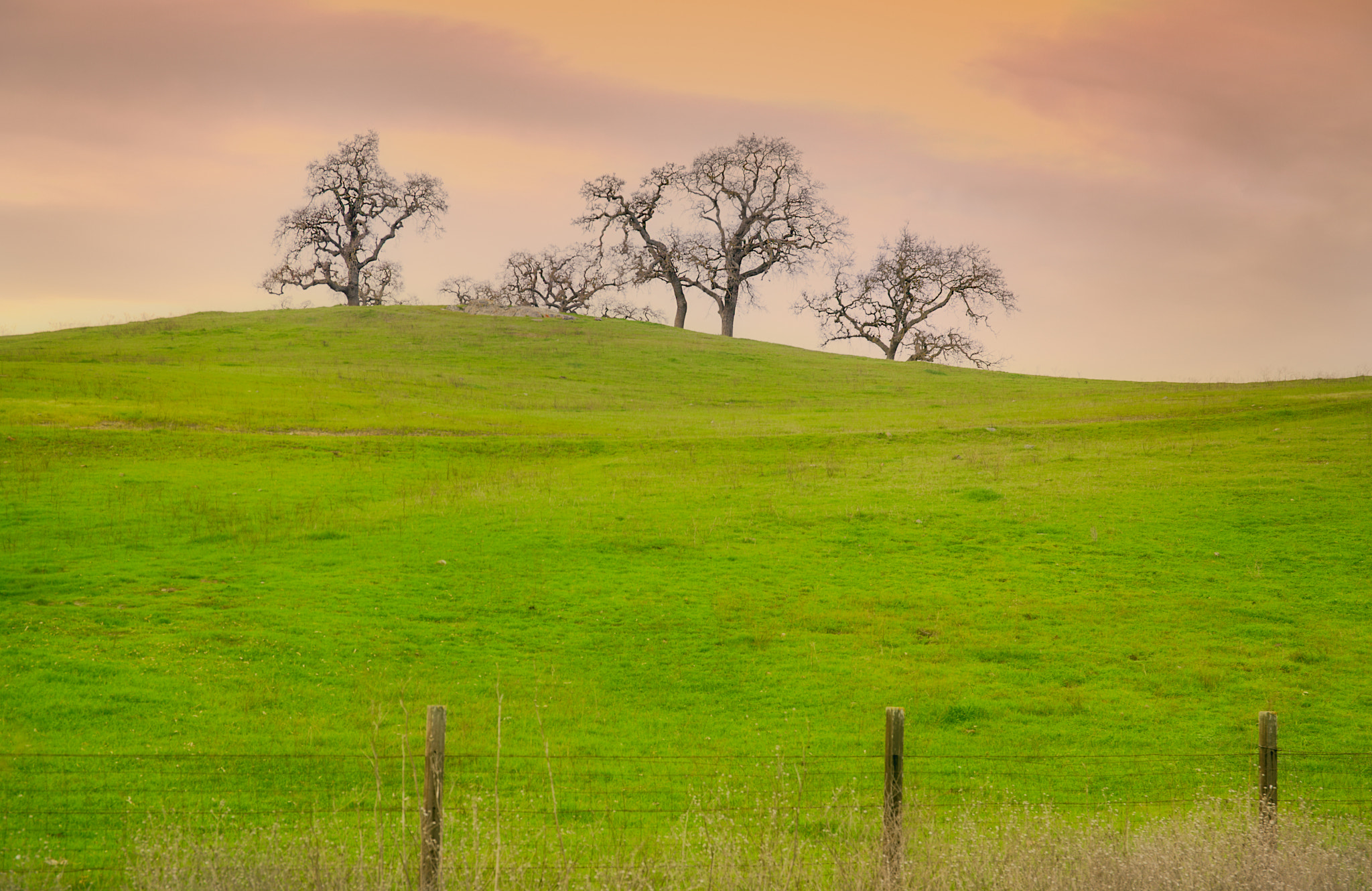 24-70mm F4 OSS sample photo. Ready for the spring... photography