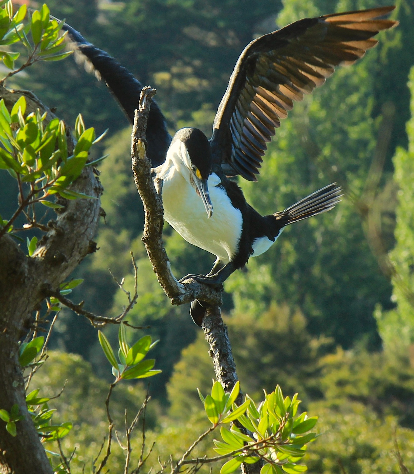 Canon EOS 600D (Rebel EOS T3i / EOS Kiss X5) sample photo. Flying high by cory forrest photography