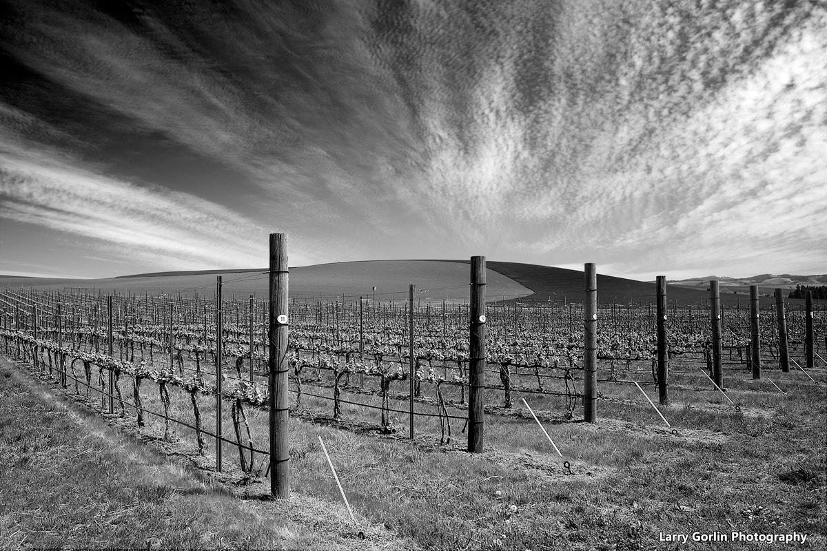 Nikon D750 + AF Nikkor 24mm f/2.8 sample photo. Vineyard photography