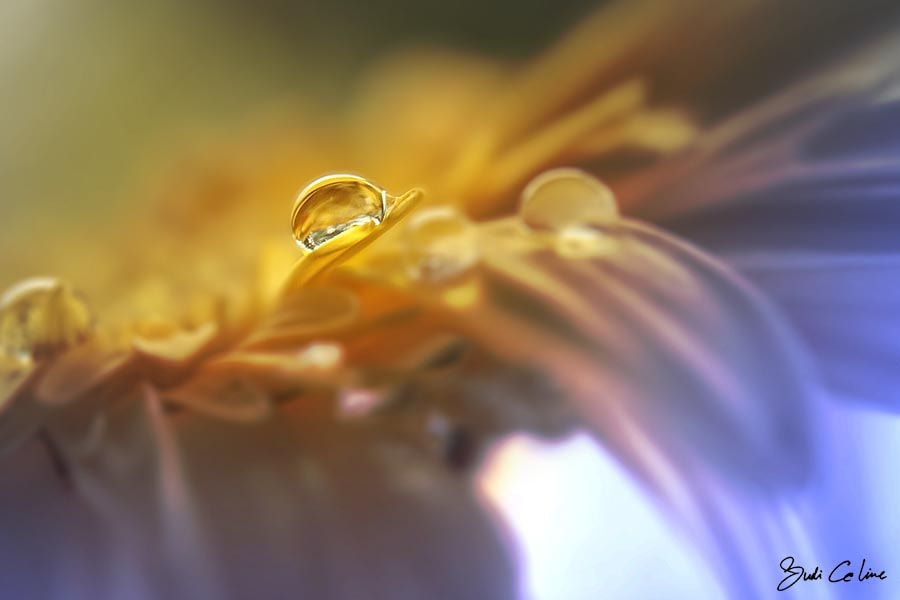 Canon EF-S 18-55mm F3.5-5.6 sample photo. Gold dews photography