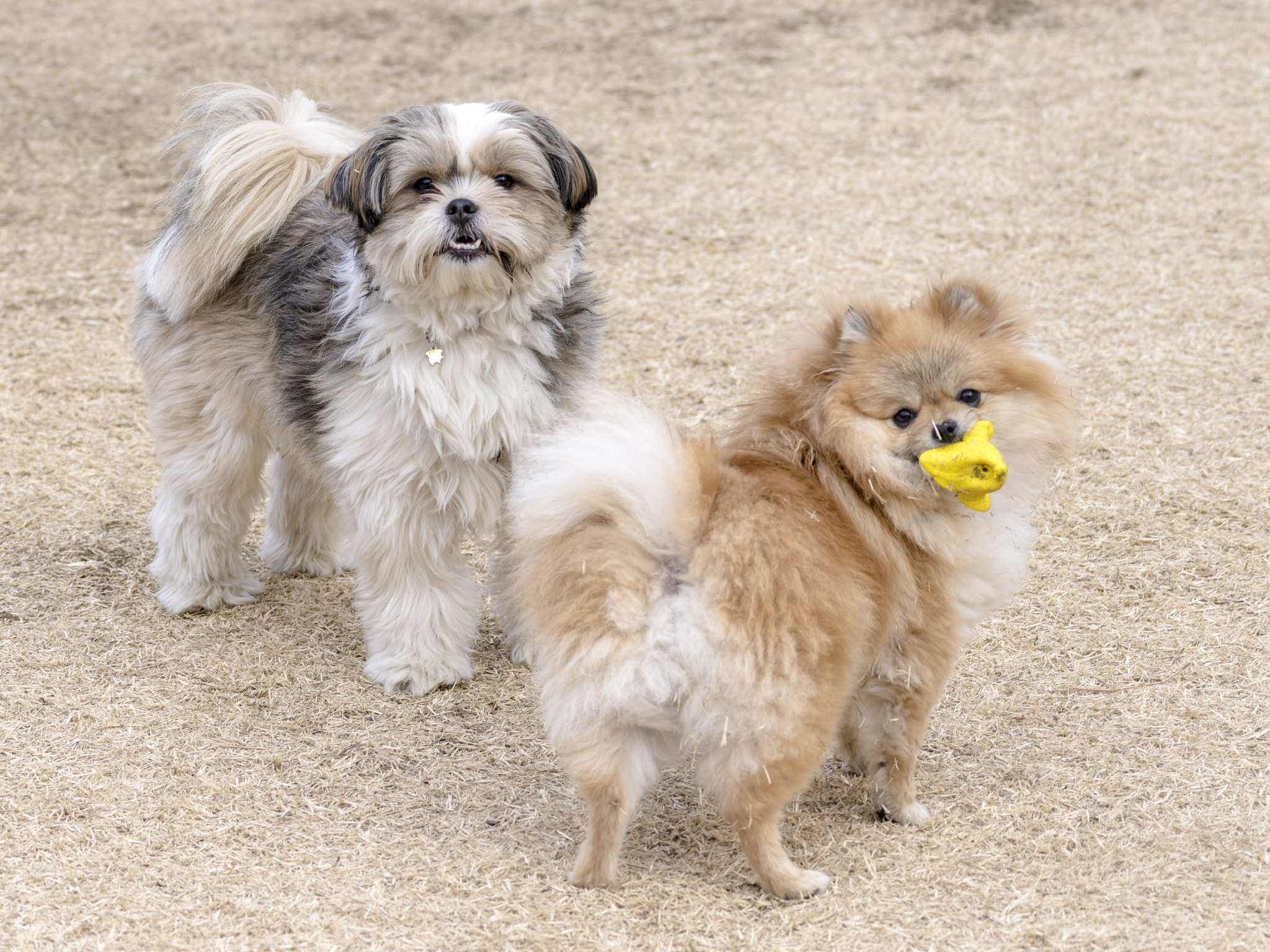 smc PENTAX-FA 645 80-160mm F4.5 sample photo. Friends photography