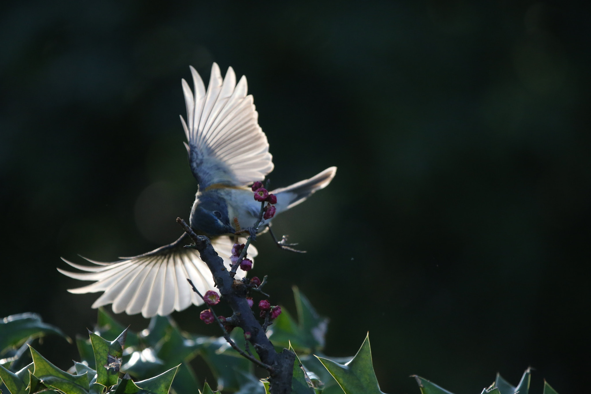 Canon EF 70-200mm F2.8L IS II USM sample photo