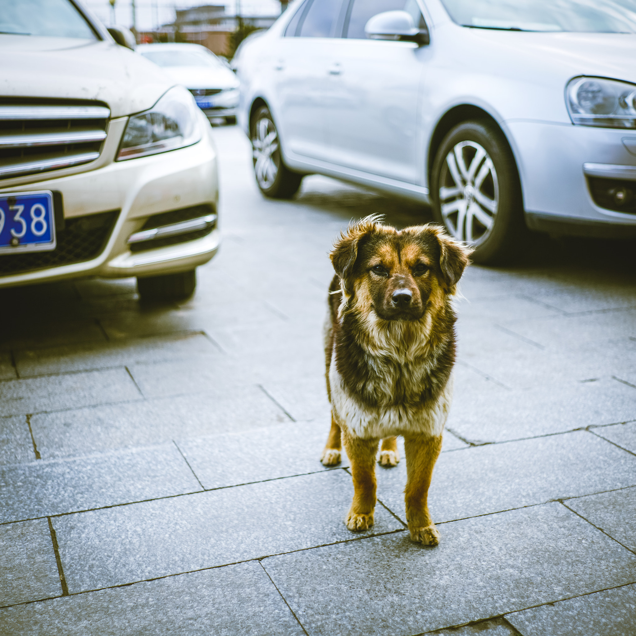 0mm F0 SAM sample photo. Dog in the street photography