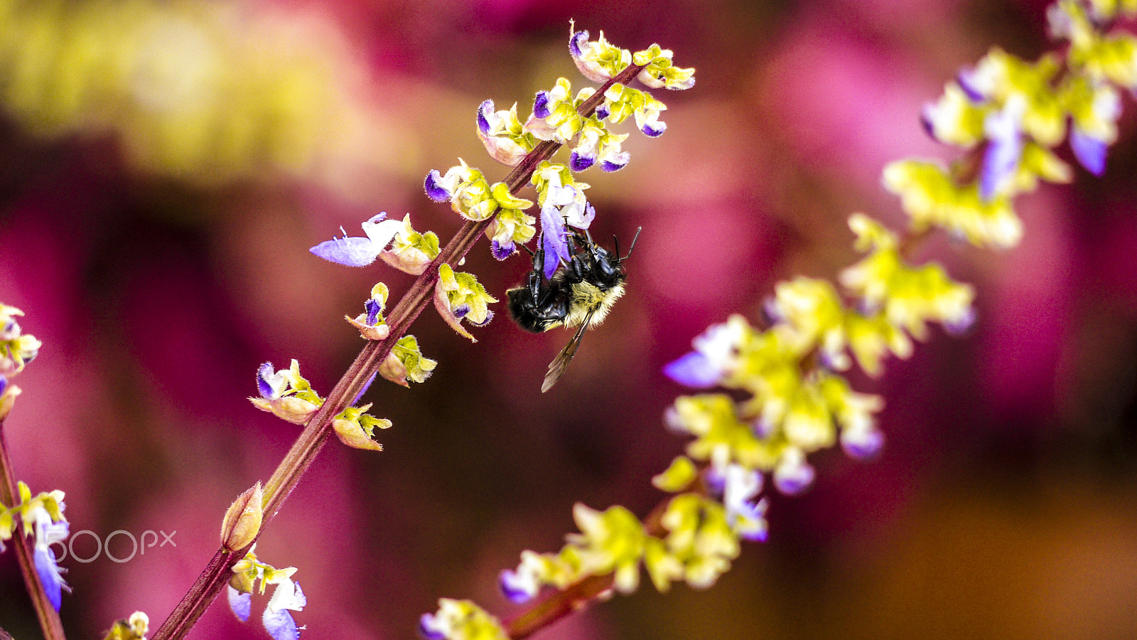 Panasonic Lumix DMC-G2 sample photo. A bee going about bee buisness photography