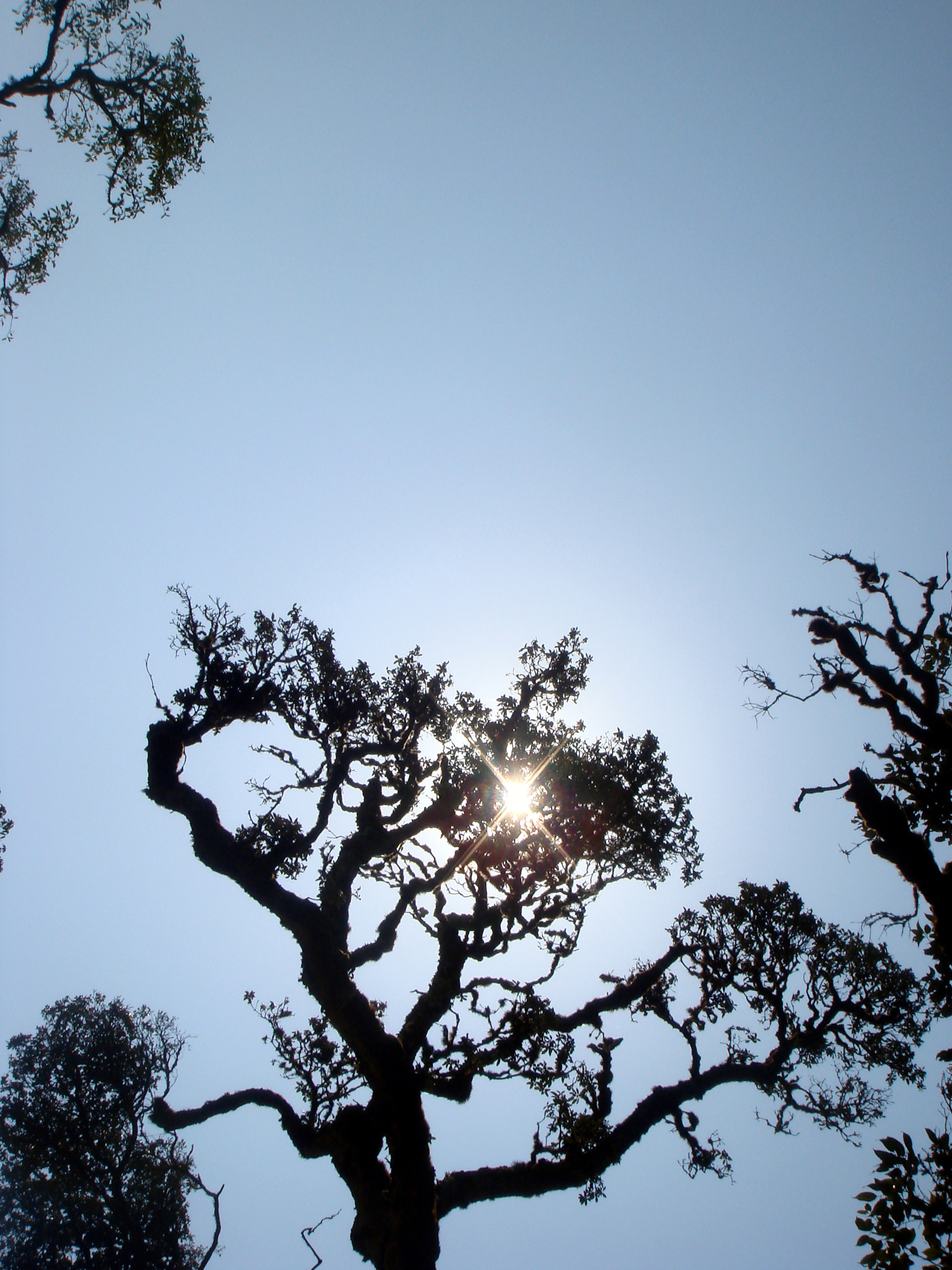 Sony DSC-T10 sample photo. Tree silhouette photography
