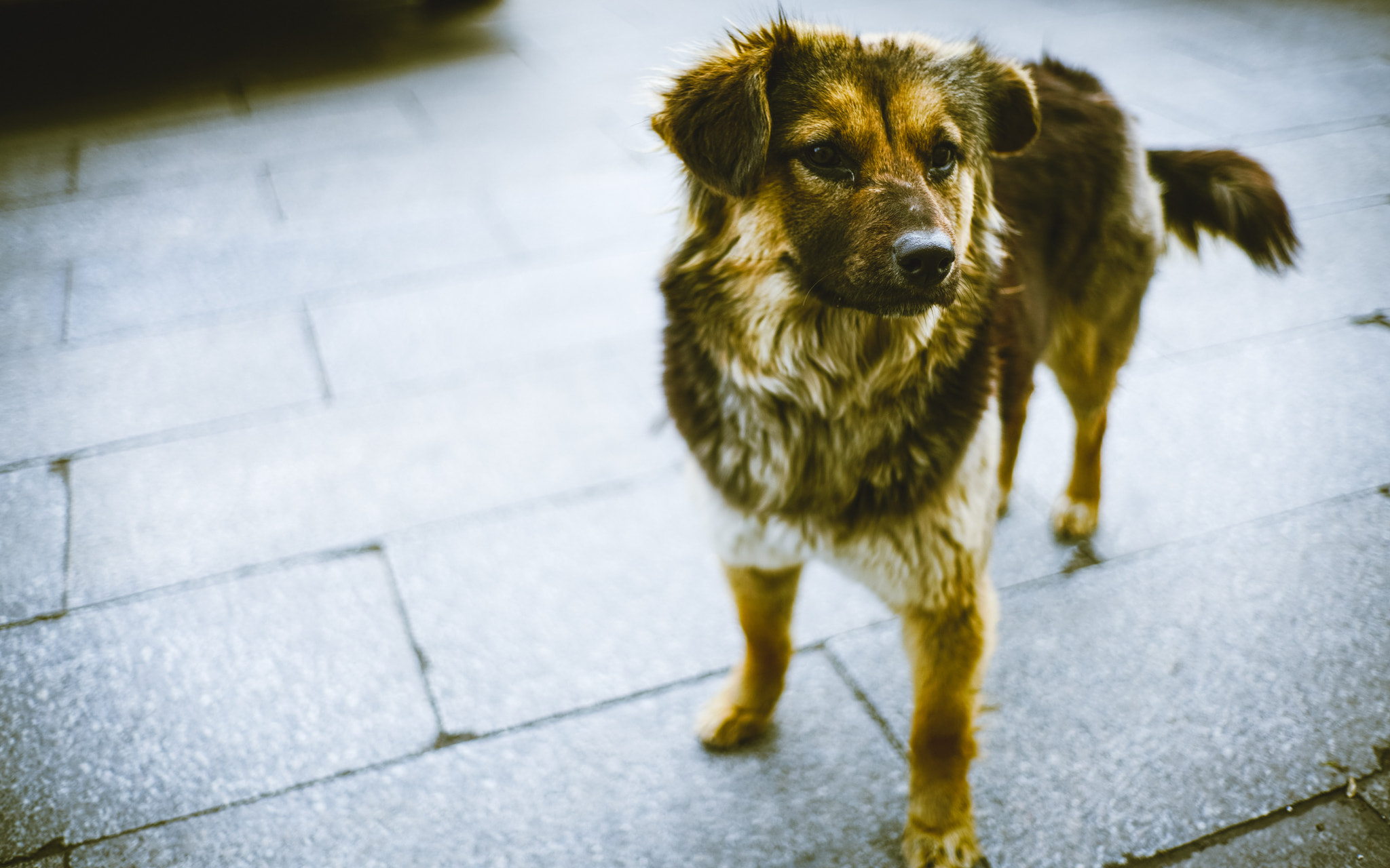 0mm F0 SAM sample photo. Dog in the street photography