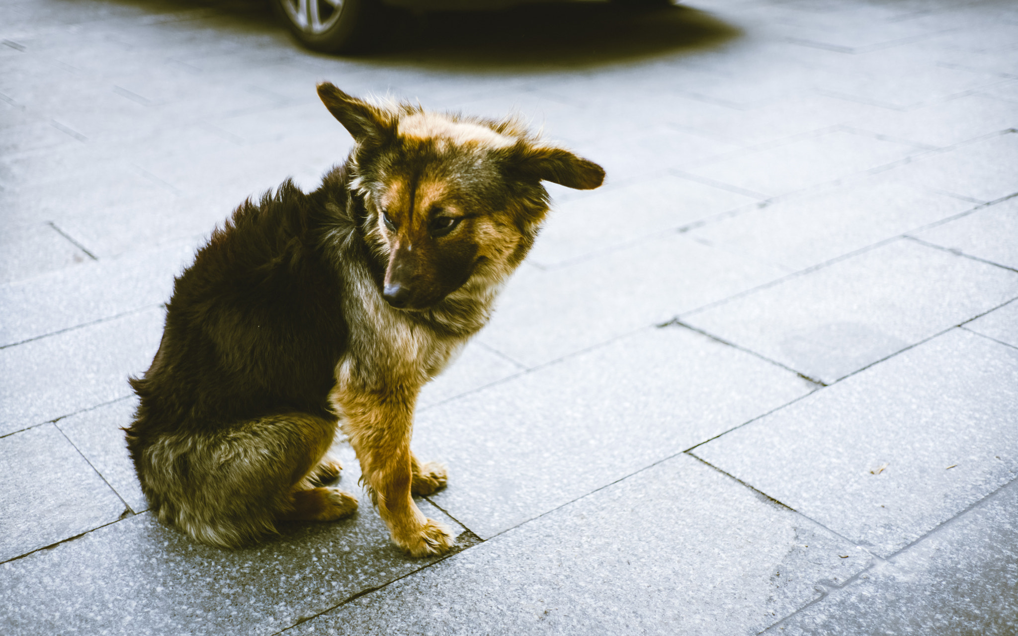 0mm F0 SAM sample photo. Dog in the street photography