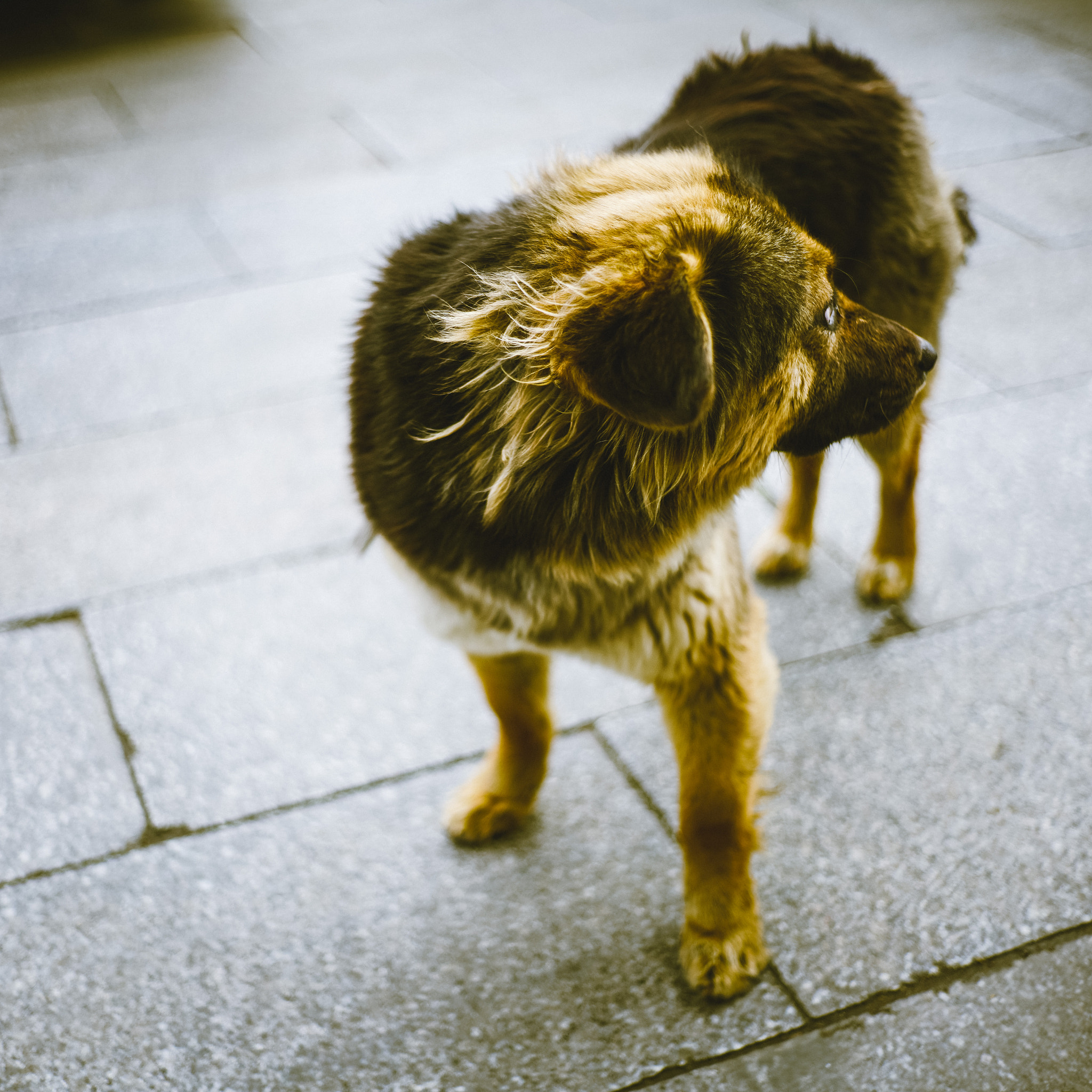 0mm F0 SAM sample photo. Dog in the street photography