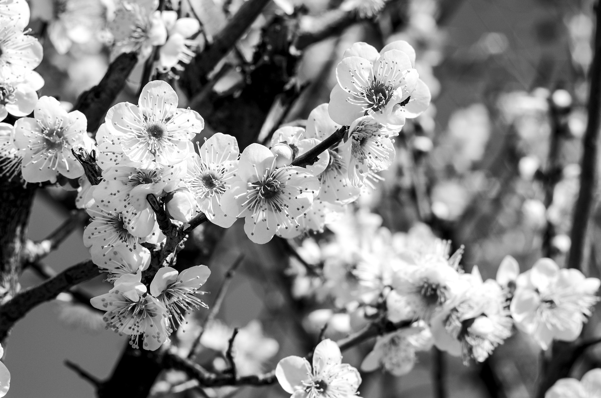 Pentax K-5 IIs sample photo. Spring photography